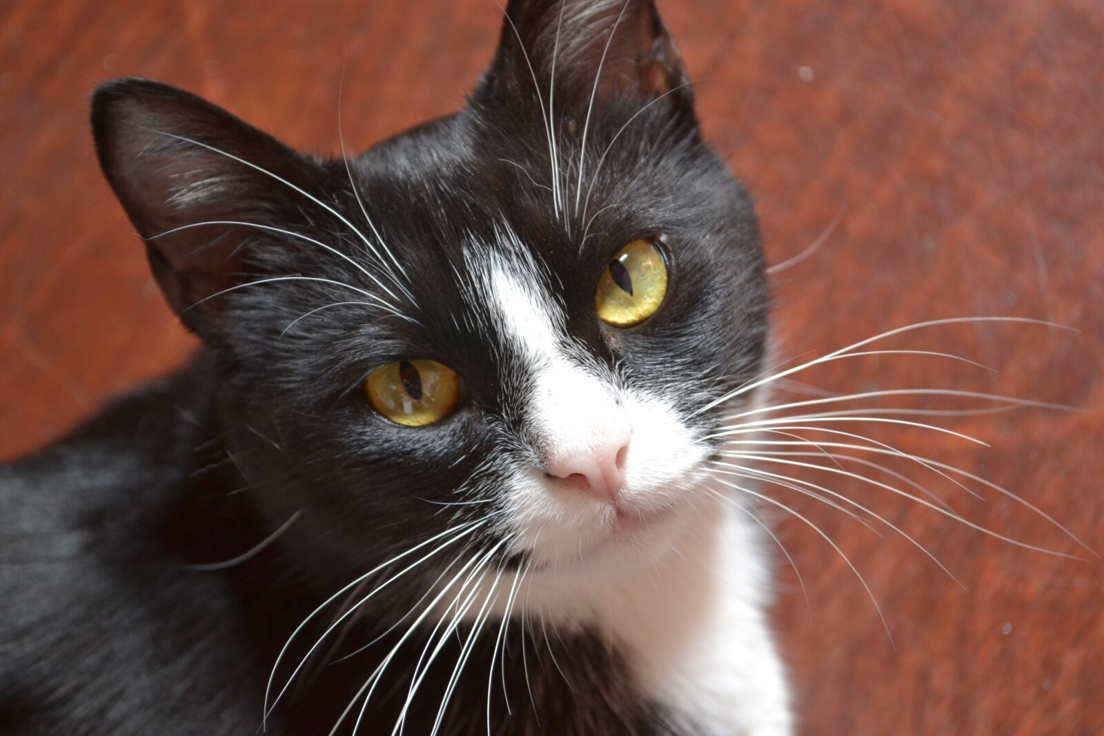 Nikon D3100 sample photo. Cat, animal, domestic photography