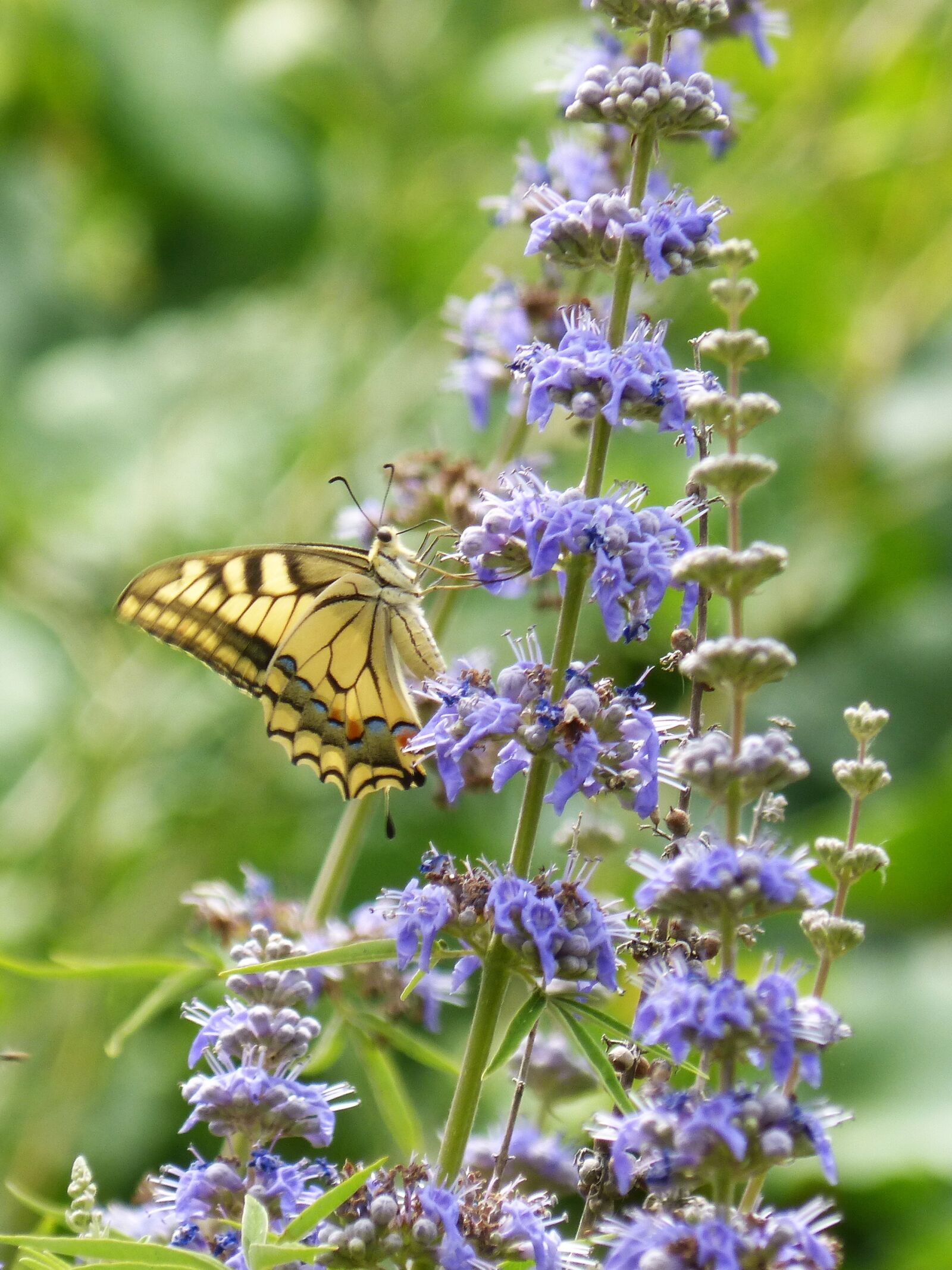 Panasonic DMC-FZ62 sample photo. Machaon, papilio machaon, butterfly photography