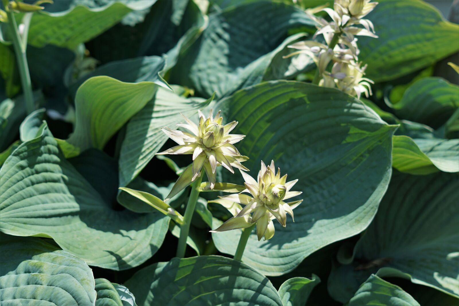 Sony FE 50mm F1.8 sample photo. Hosta, plant, garden photography