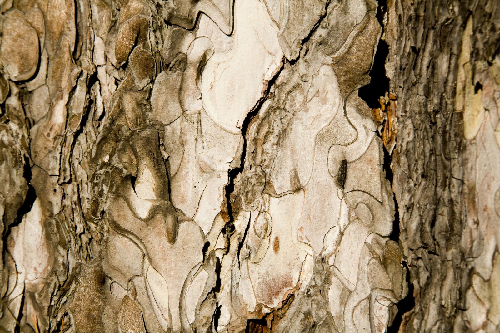 Canon EOS 5D sample photo. Texture, tree, shell photography