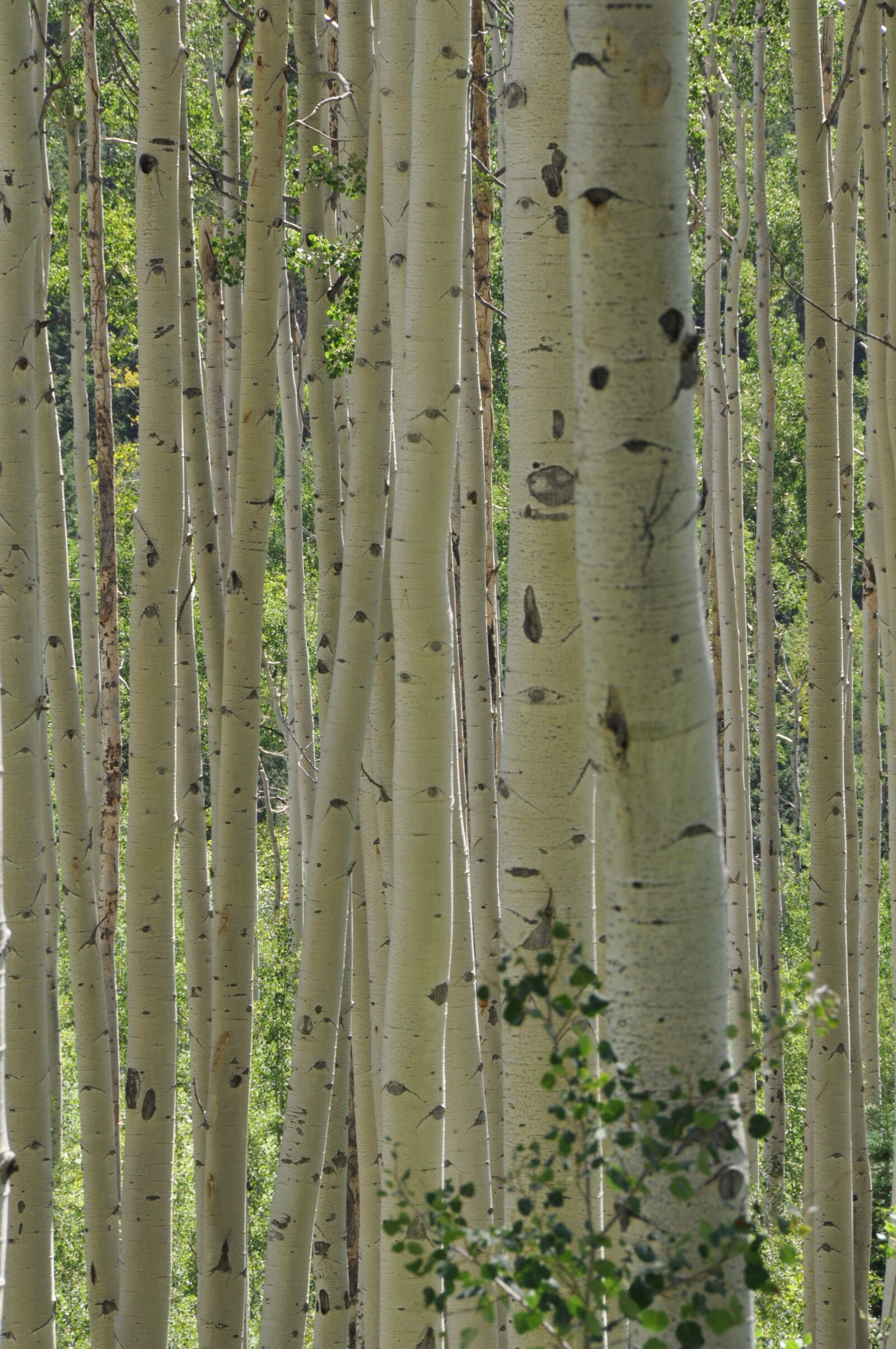 Nikon D90 sample photo. Nature, trees, aspen photography
