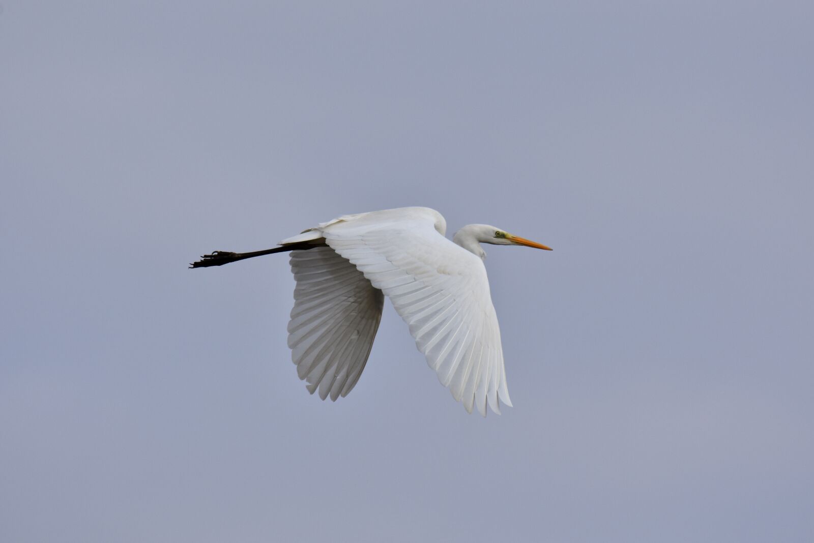 Nikon D7200 sample photo. Animal, sky, bird photography