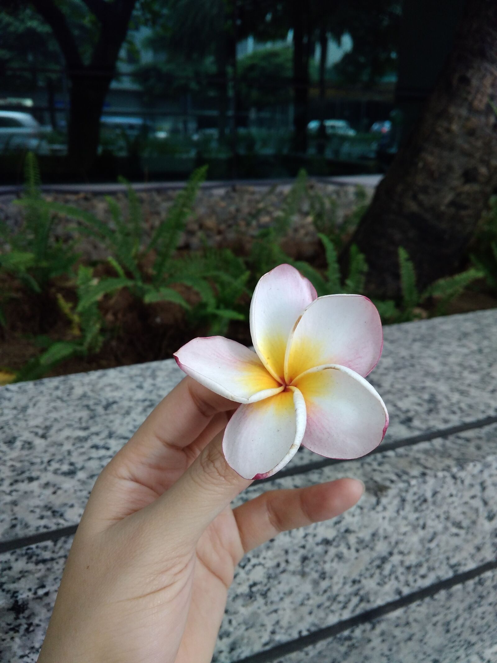 Xiaomi Redmi 4A sample photo. Kalachuchi, plumeria, flower in photography