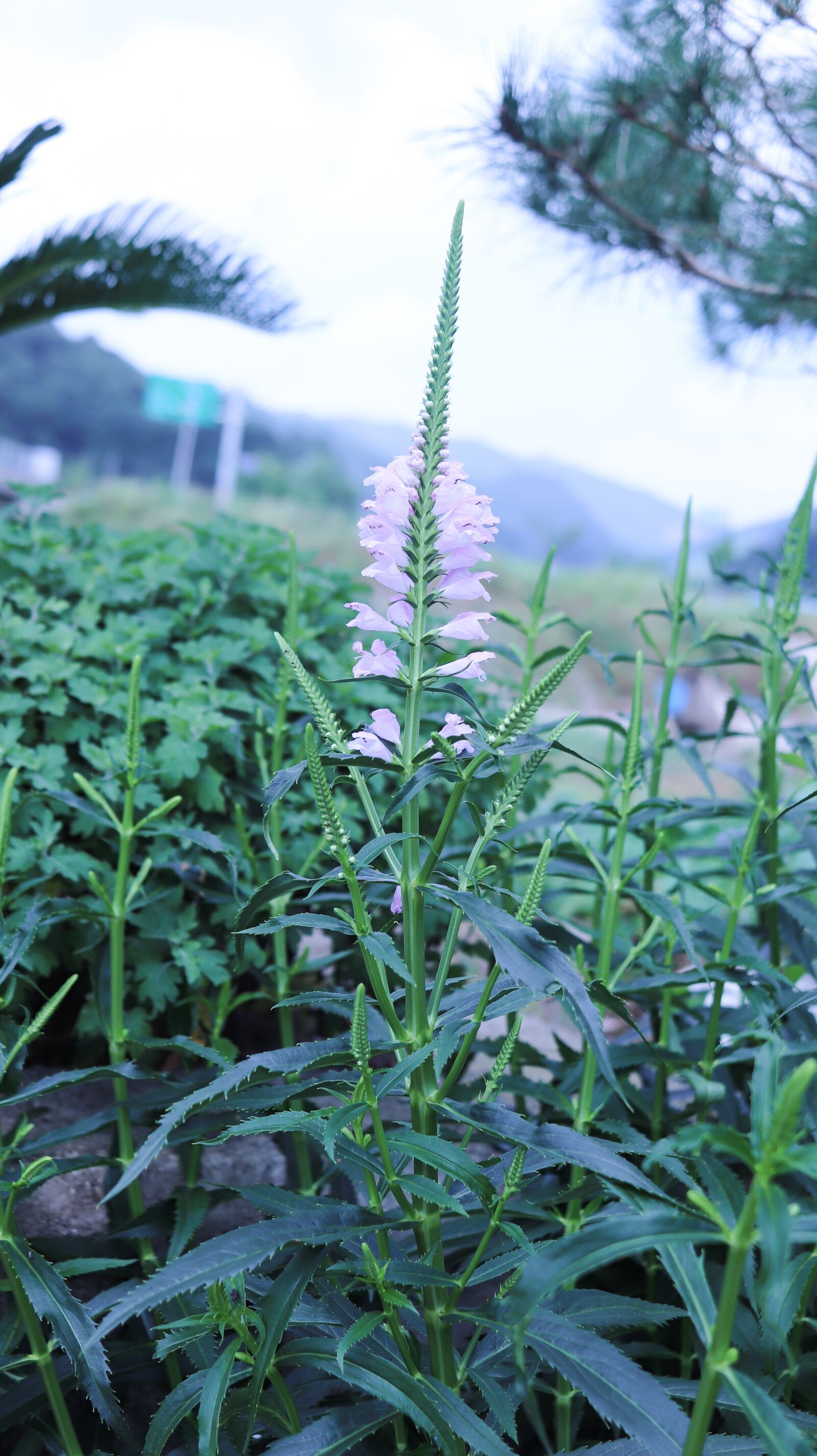 Canon EF-S 24mm F2.8 STM sample photo. Flower bear's tail, republic photography