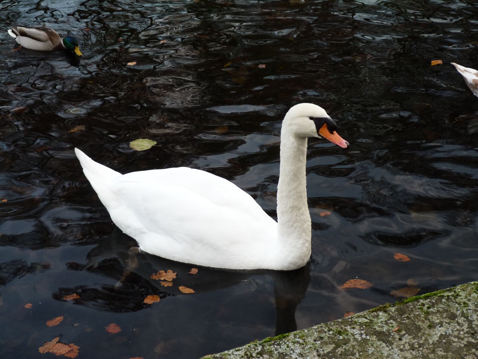 Panasonic Lumix DMC-FZ40 (Lumix DMC-FZ45) sample photo. Swan, water, bird photography