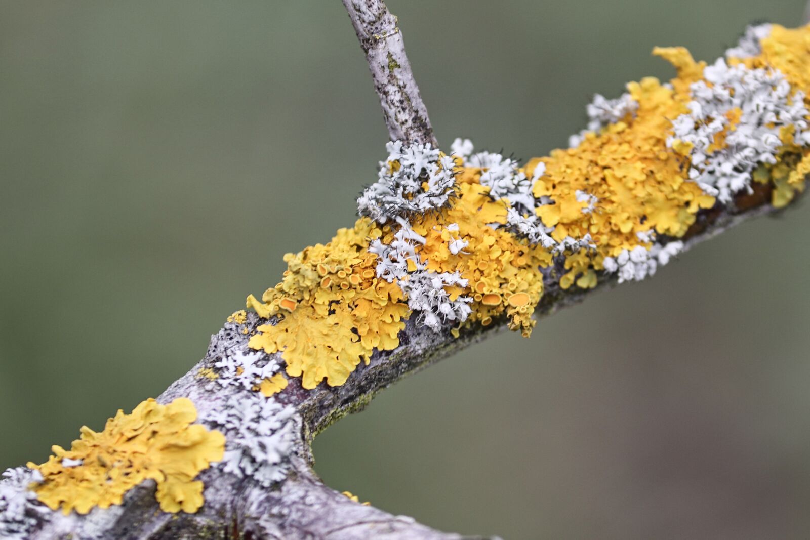 Canon EOS 200D (EOS Rebel SL2 / EOS Kiss X9) sample photo. Lichen, branch, yellow lichen photography