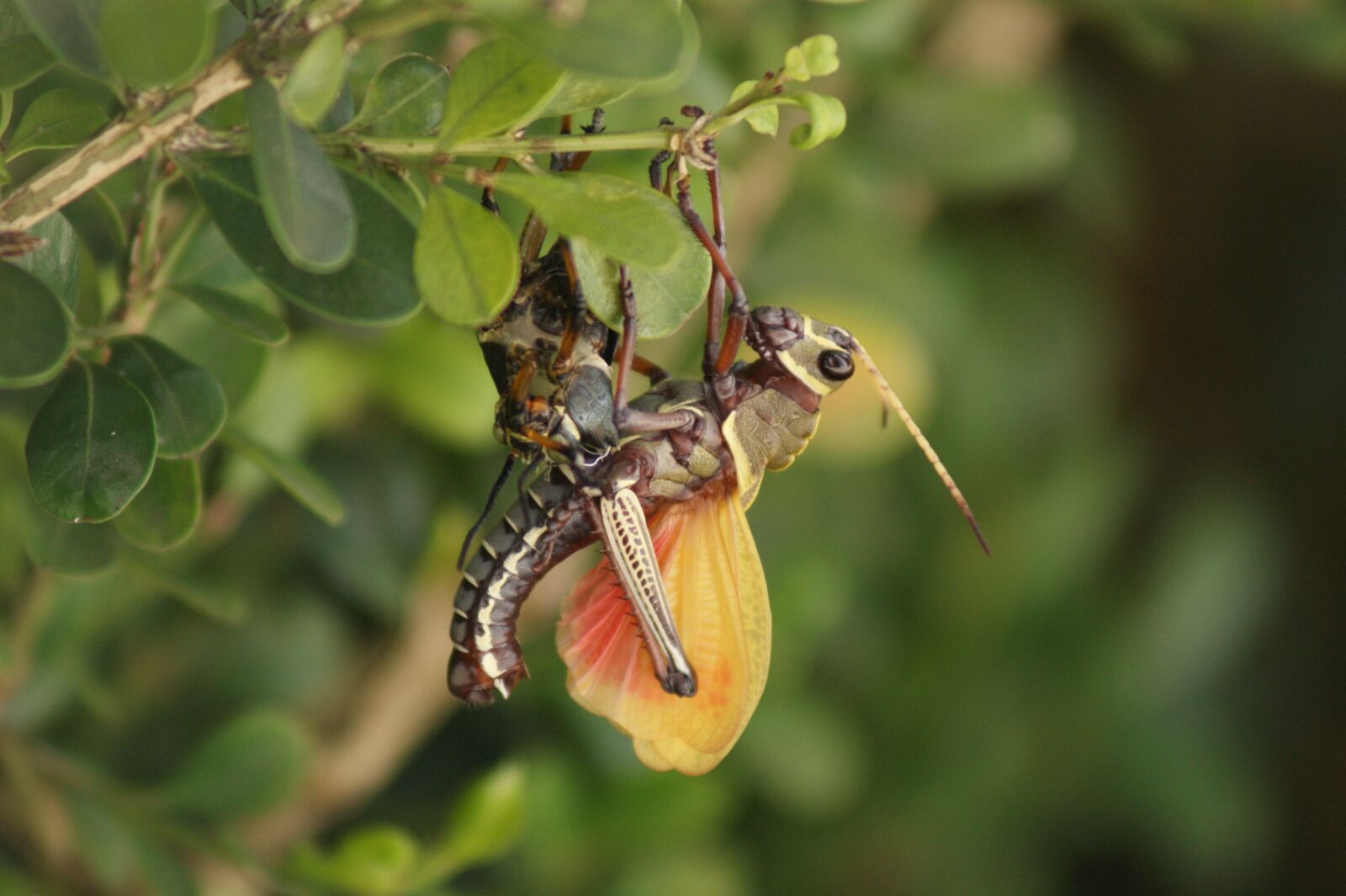Sony Alpha DSLR-A350 sample photo. Cricket, animals, insects photography