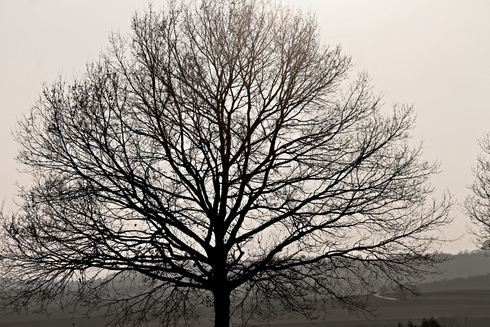 Canon EOS 1100D (EOS Rebel T3 / EOS Kiss X50) sample photo. Oak, silhouette, aesthetic photography