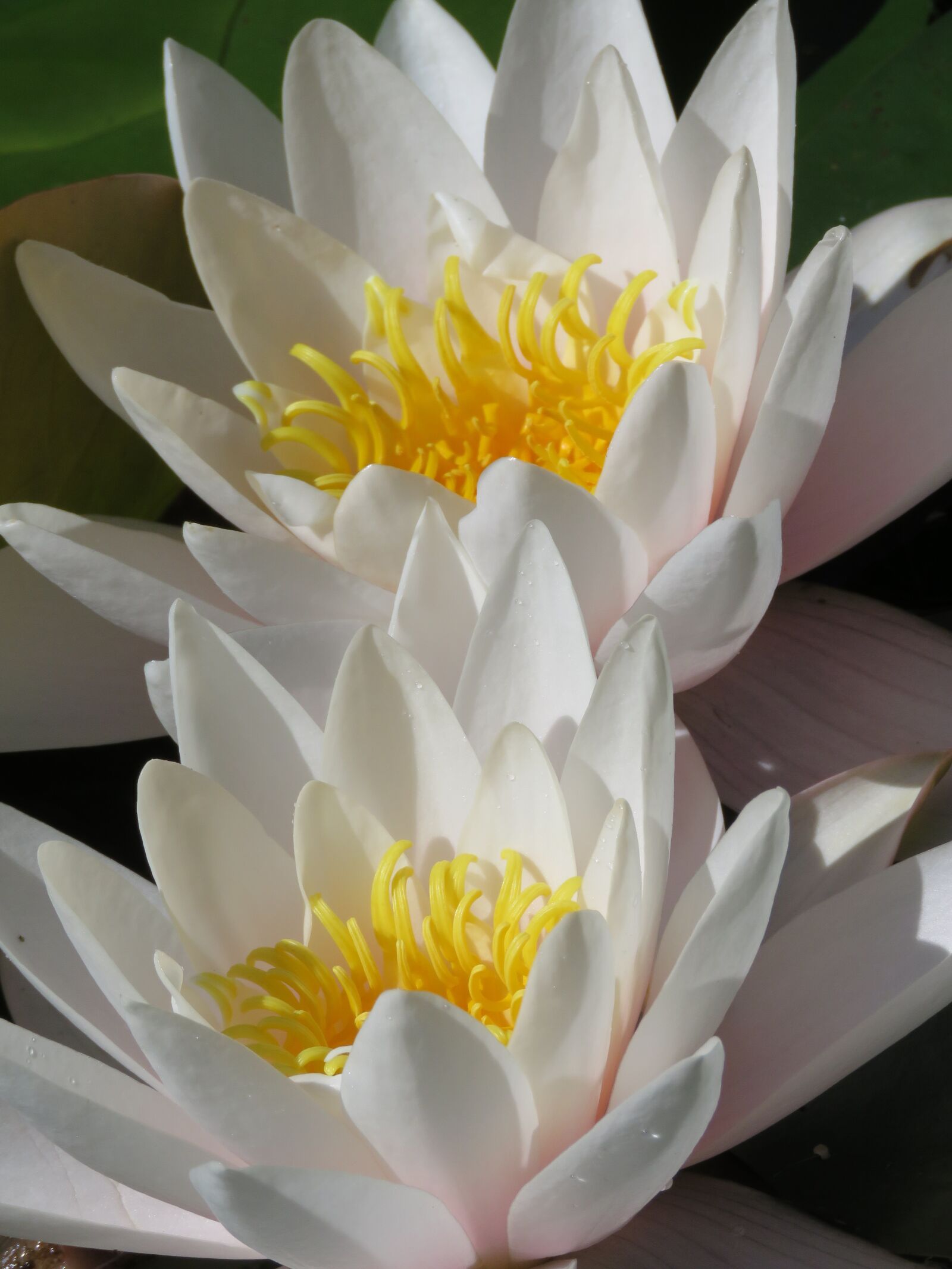 Canon PowerShot SX60 HS sample photo. Waterlilies, flowers, pond photography