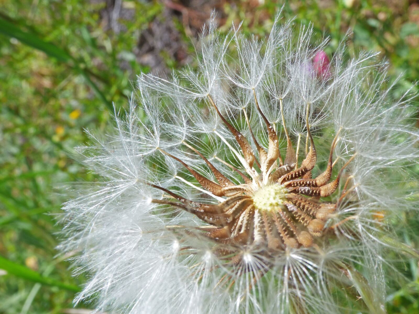 Panasonic Lumix DMC-FZ70 sample photo. Dandelion, seeds, angelitos photography
