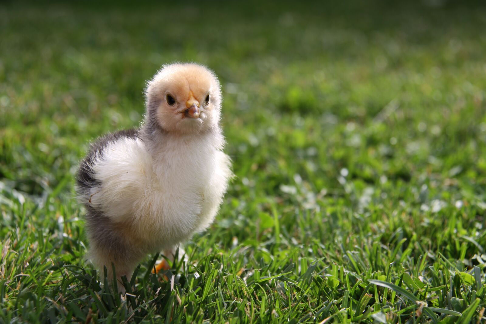 Canon EOS 50D sample photo. Chickens chicks, chicken, chicks photography
