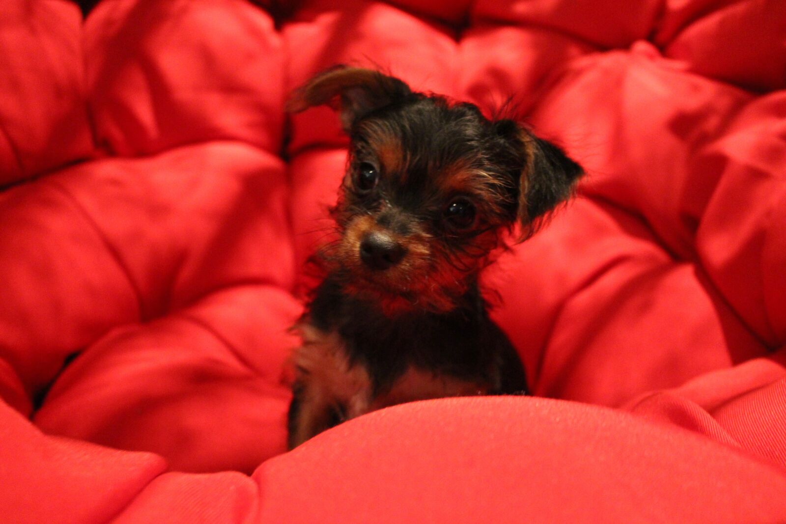 Canon EOS 700D (EOS Rebel T5i / EOS Kiss X7i) sample photo. Yorkie, pet, cute photography