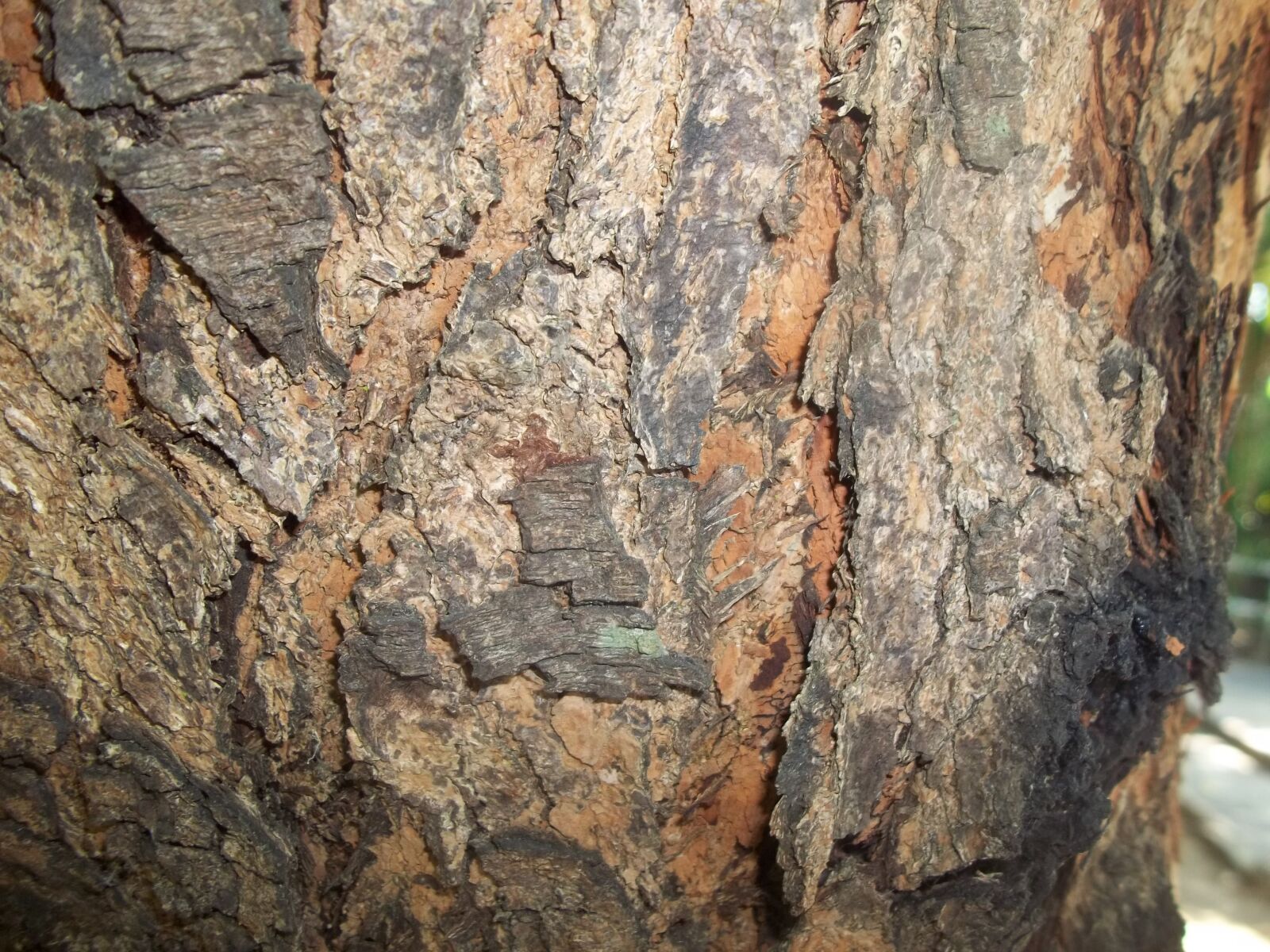 Kodak EASYSHARE C183 DIGITAL CAMERA sample photo. Wood, wood texture, texture photography