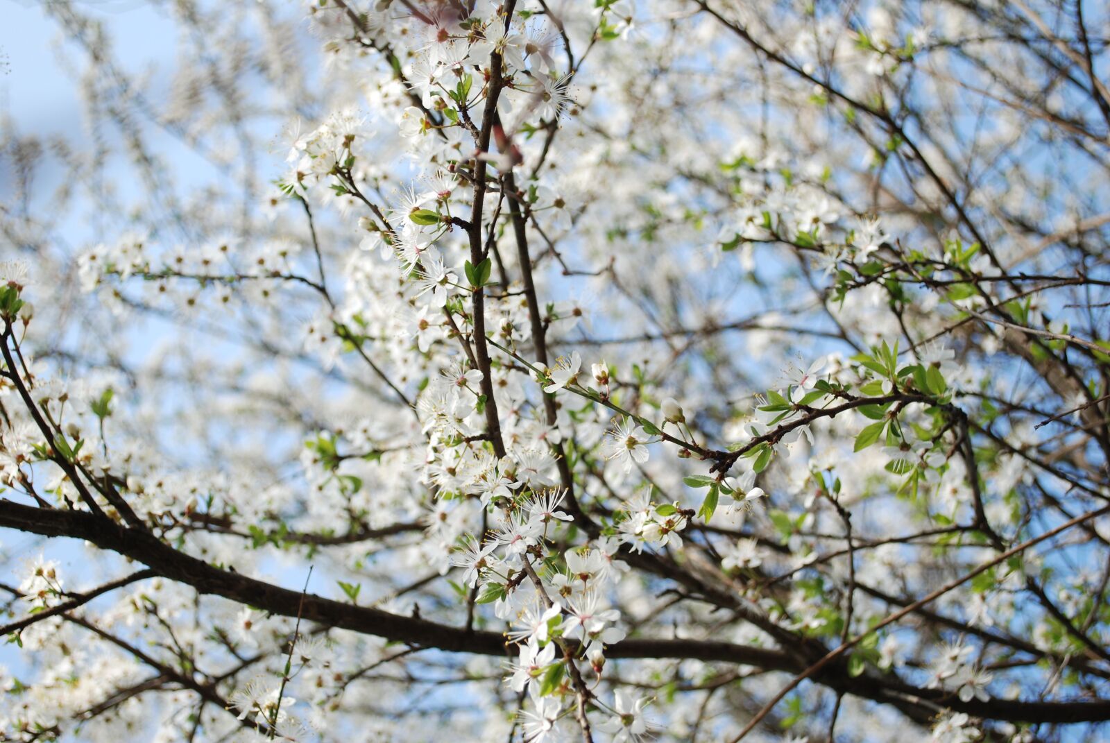 Nikon D80 sample photo. Nature, spring, flower photography