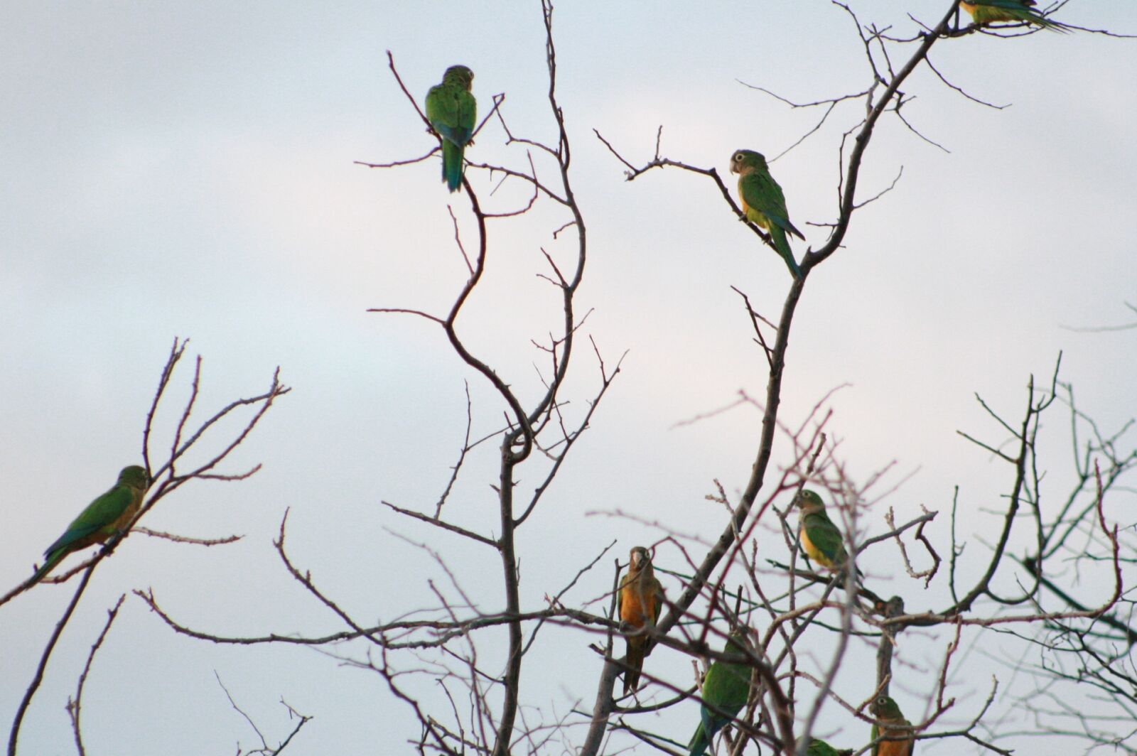 Canon EOS 400D (EOS Digital Rebel XTi / EOS Kiss Digital X) sample photo. Birds, brazil, sertao photography