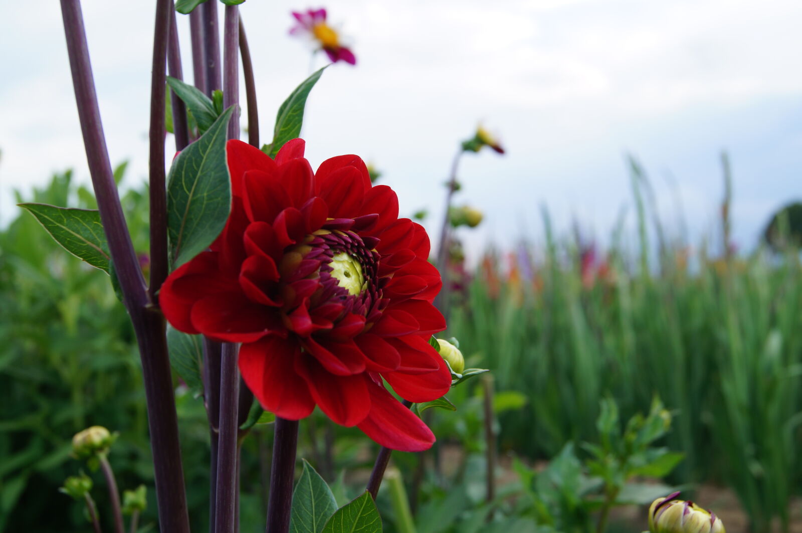 Sony SLT-A57 + Sony DT 18-55mm F3.5-5.6 SAM sample photo. Beautiful, flowers, dark, red photography