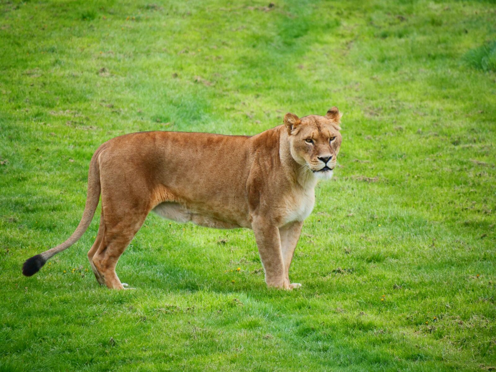 Panasonic Lumix DC-G9 sample photo. Lioness, lion, big cat photography