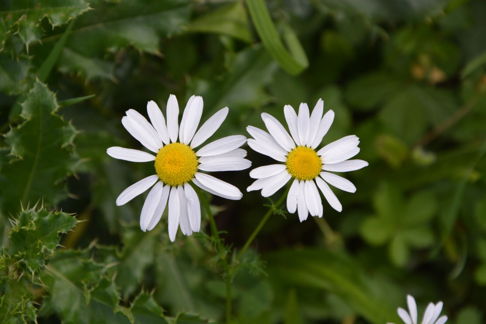 Nikon D5200 sample photo. Daisies, white flowers, nature photography