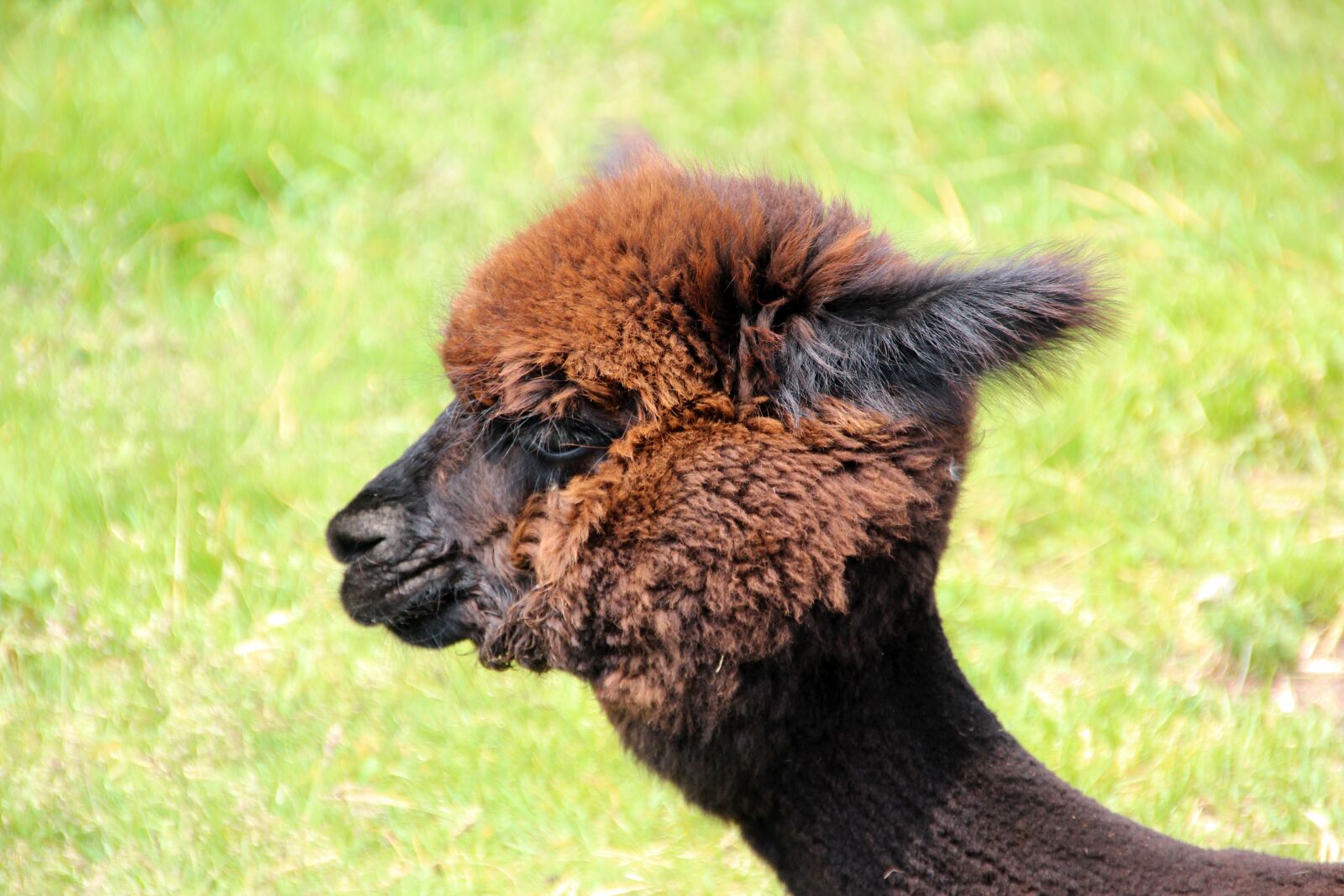Canon EOS 600D (Rebel EOS T3i / EOS Kiss X5) sample photo. Alpaca, lama, animal photography