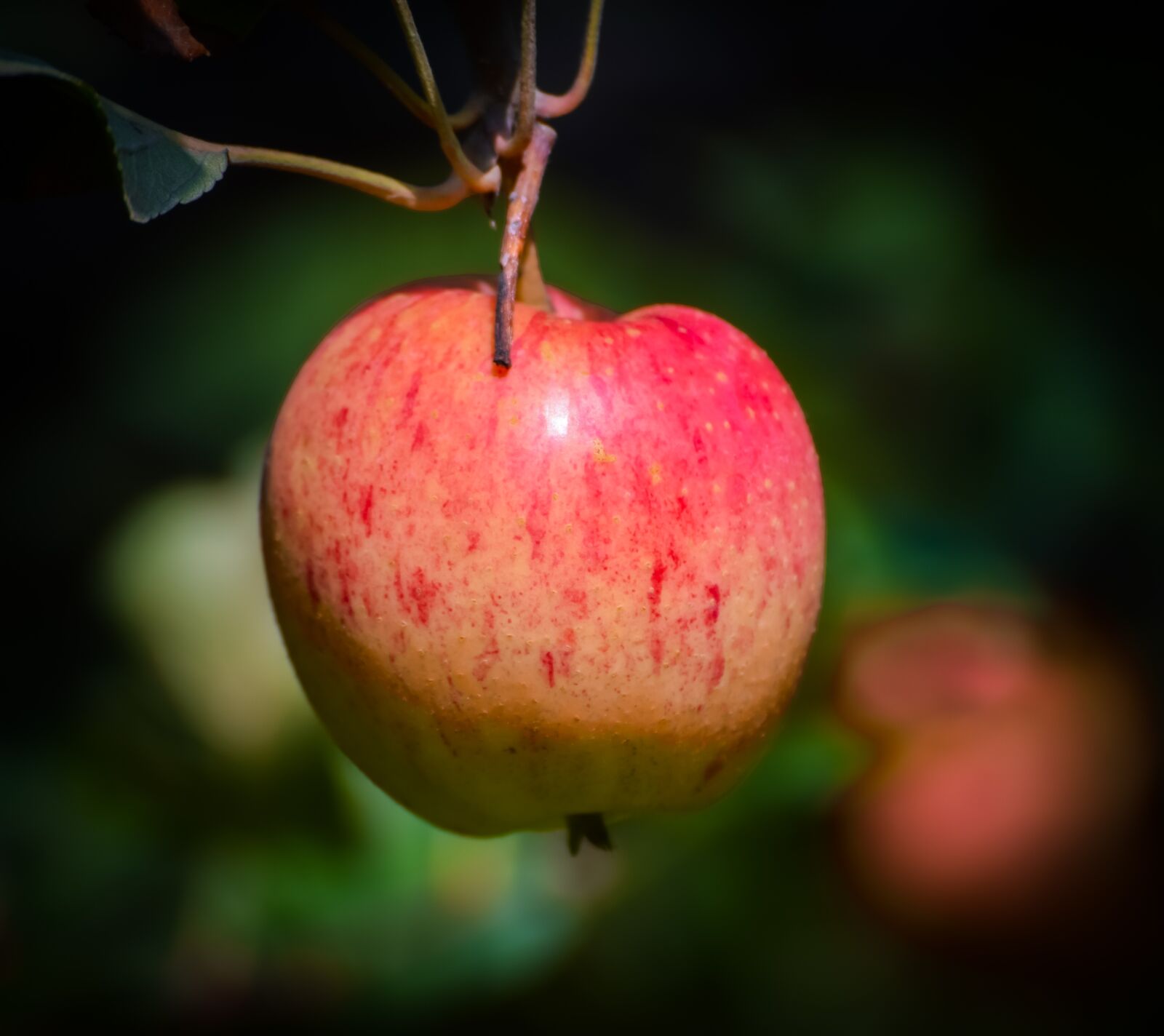 Nikon D5300 sample photo. Orchard, apple, apples photography