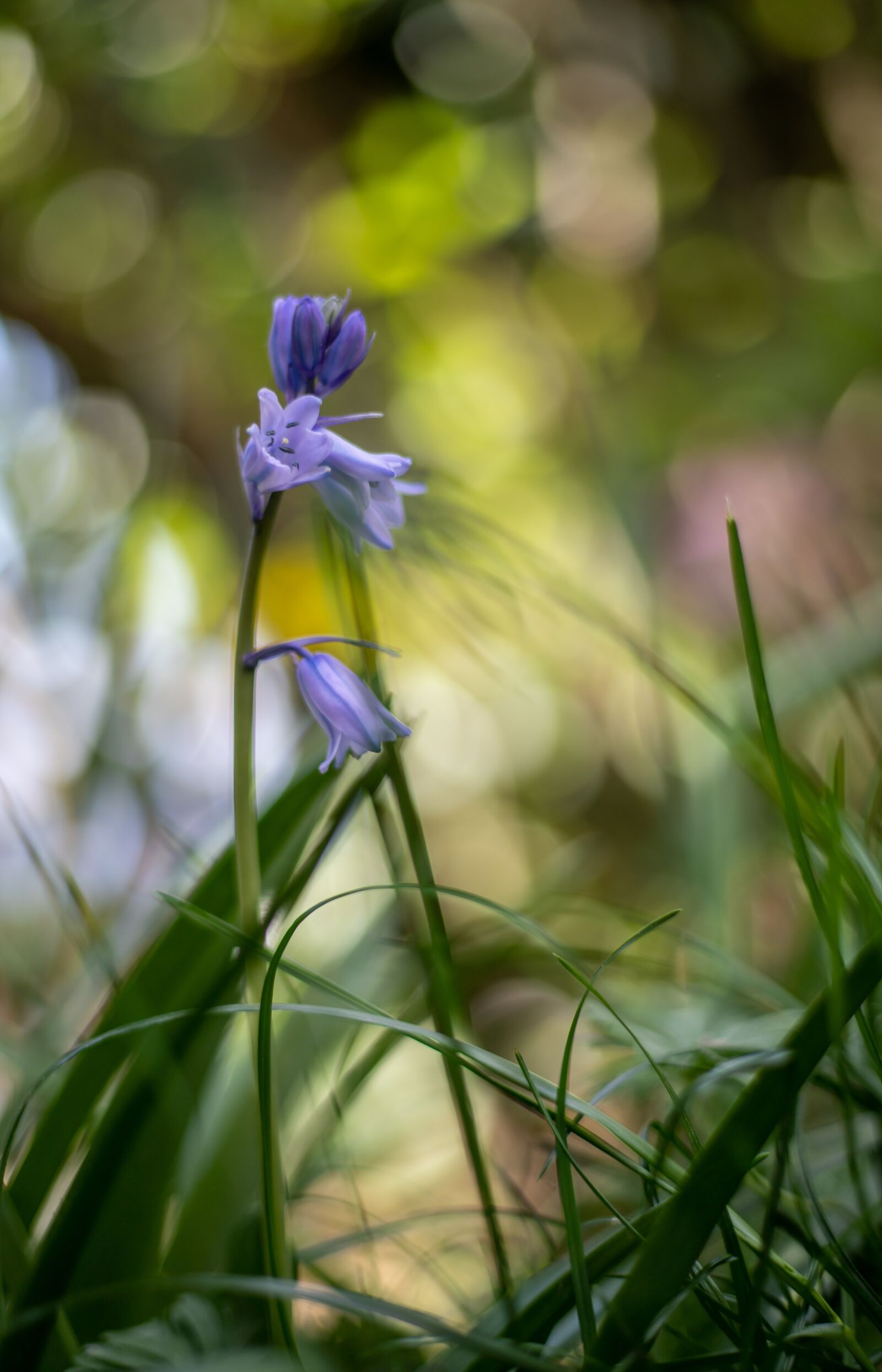 Canon EOS 6D Mark II sample photo. Hyacinth, wood, blue photography