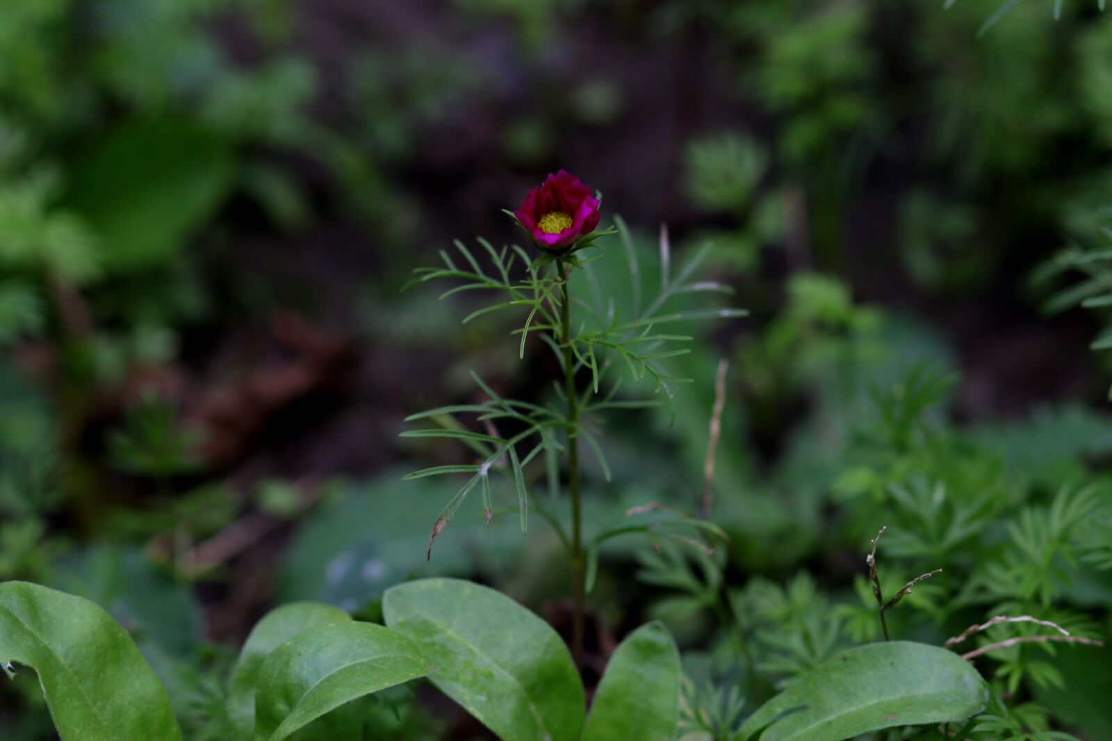Canon EOS 700D (EOS Rebel T5i / EOS Kiss X7i) + Canon EF 85mm F1.8 USM sample photo. Flower, garnet-red, plant photography