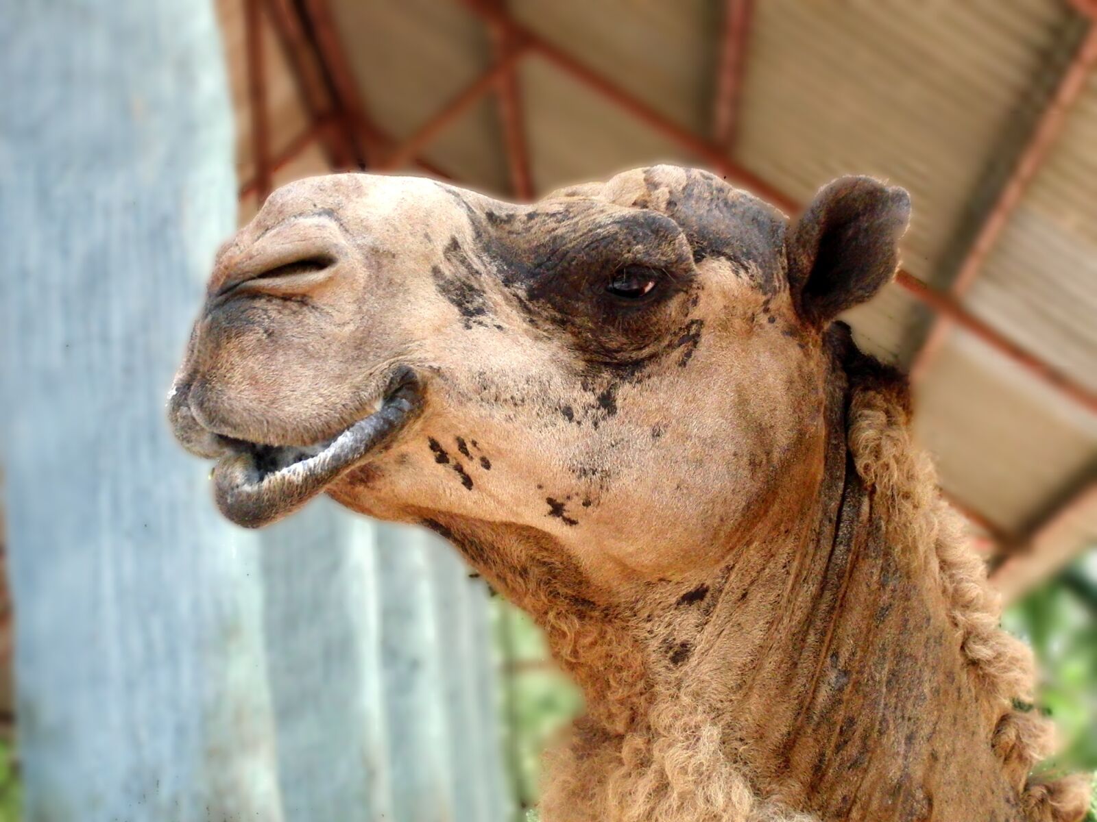 CASIO EX-FC100 sample photo. Dromedary, dromedar, arabian photography