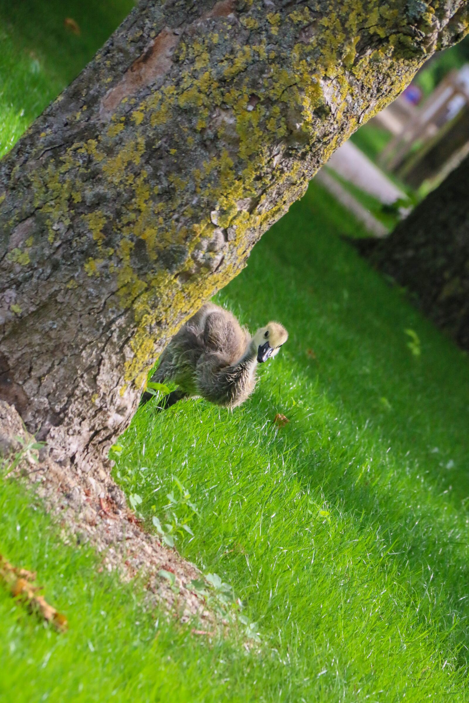 Canon EOS 70D sample photo. Baby, goose, nature photography