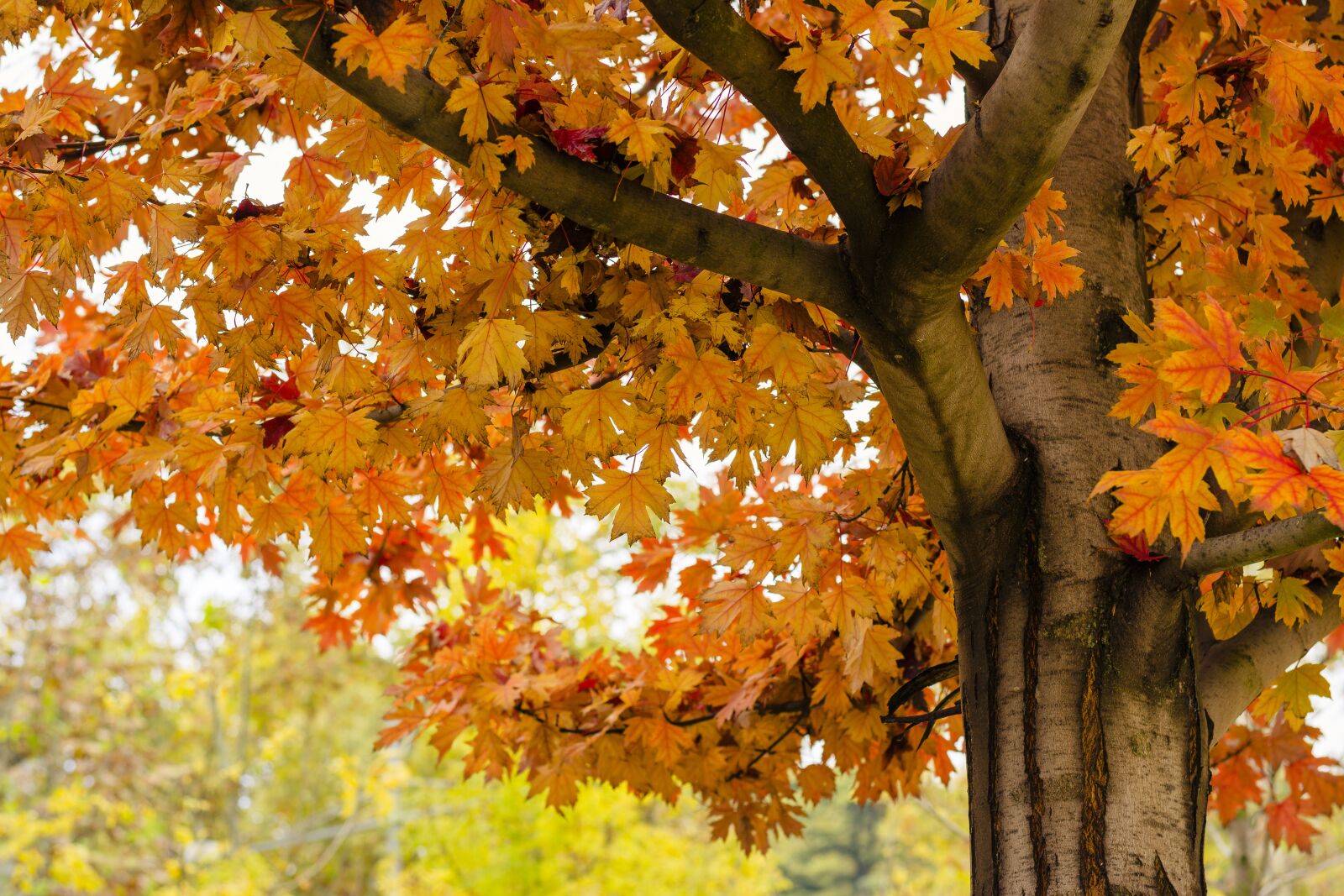 Nikon D7100 sample photo. Leaf, leaves, autumn photography