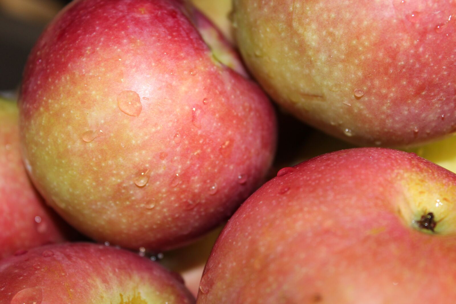 Canon EOS 600D (Rebel EOS T3i / EOS Kiss X5) sample photo. Apples, apple, produce photography