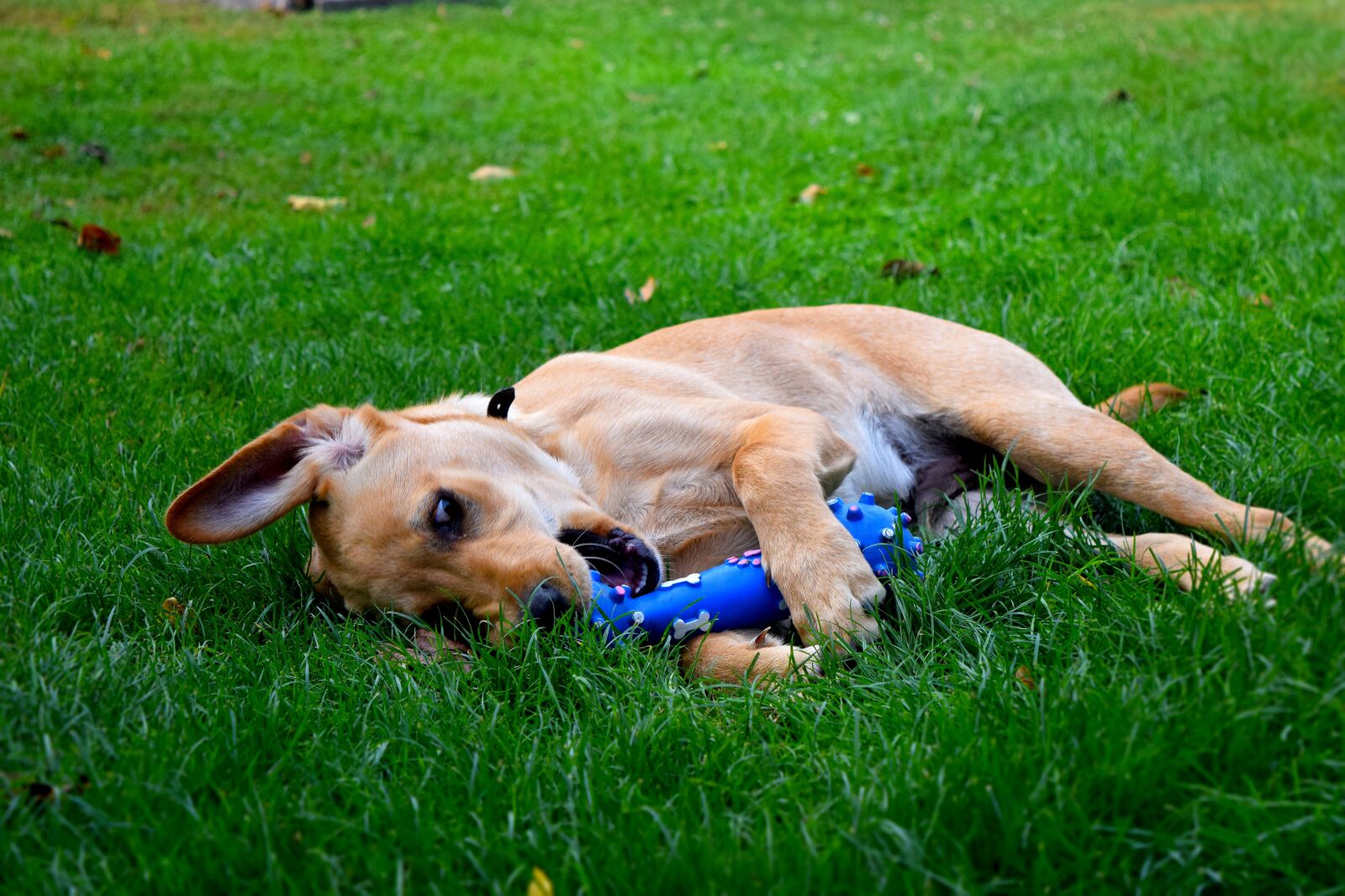 Nikon D5300 sample photo. Dog, zelena, trava photography