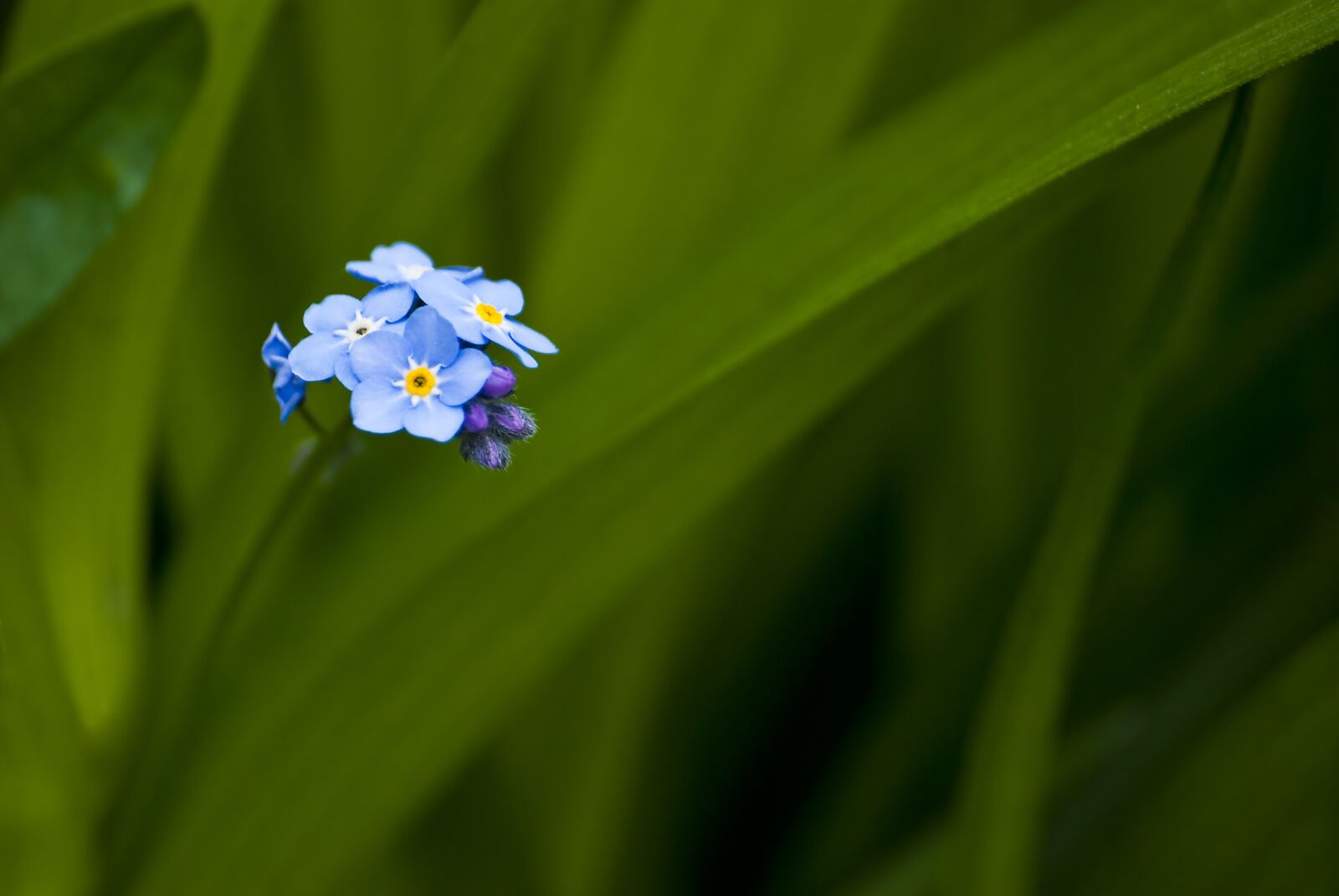 Nikon D80 sample photo. No one, nature, leaf photography
