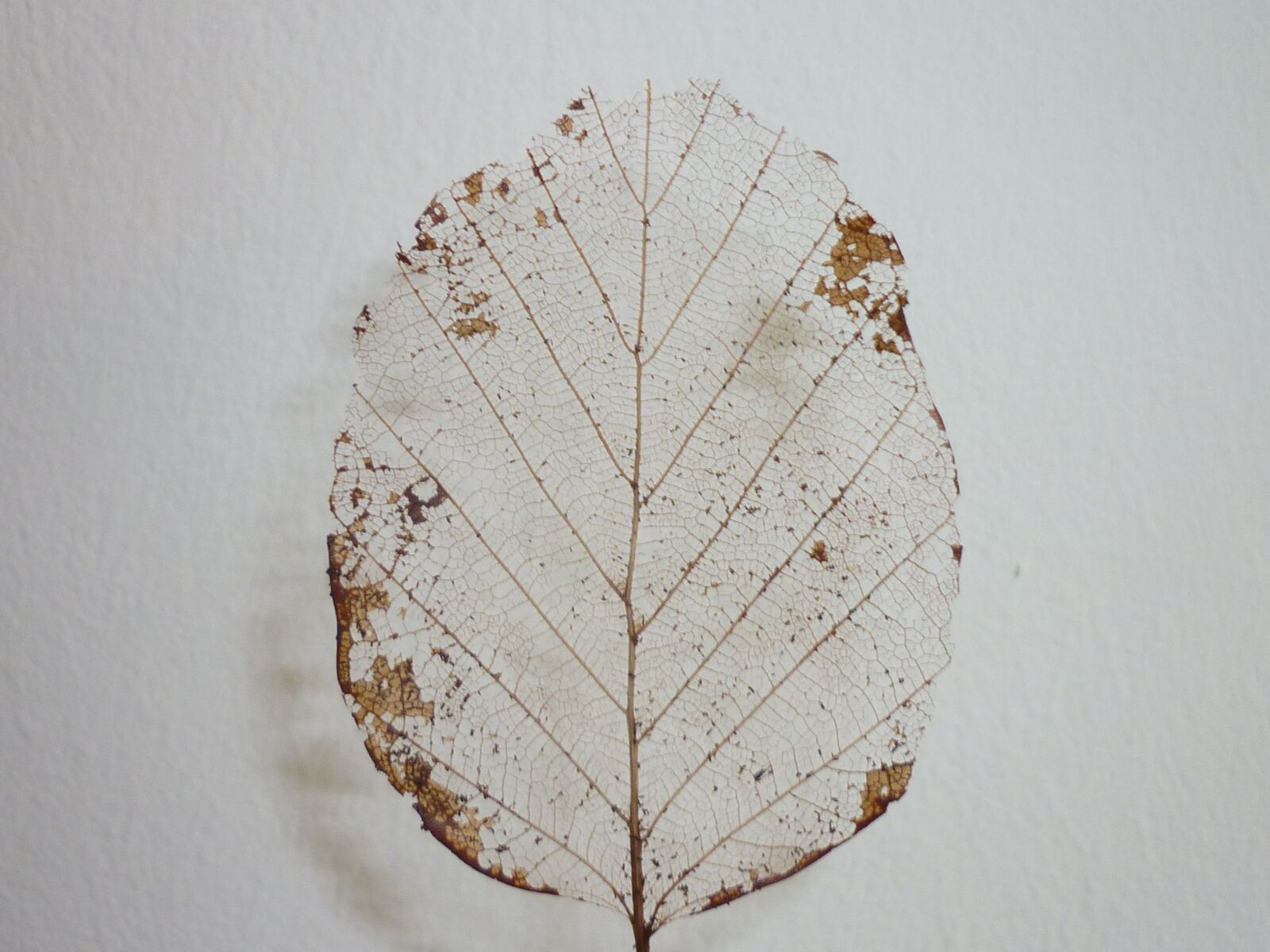 Panasonic DMC-FS62 sample photo. Leaf, skeleton, leaf skeleton photography