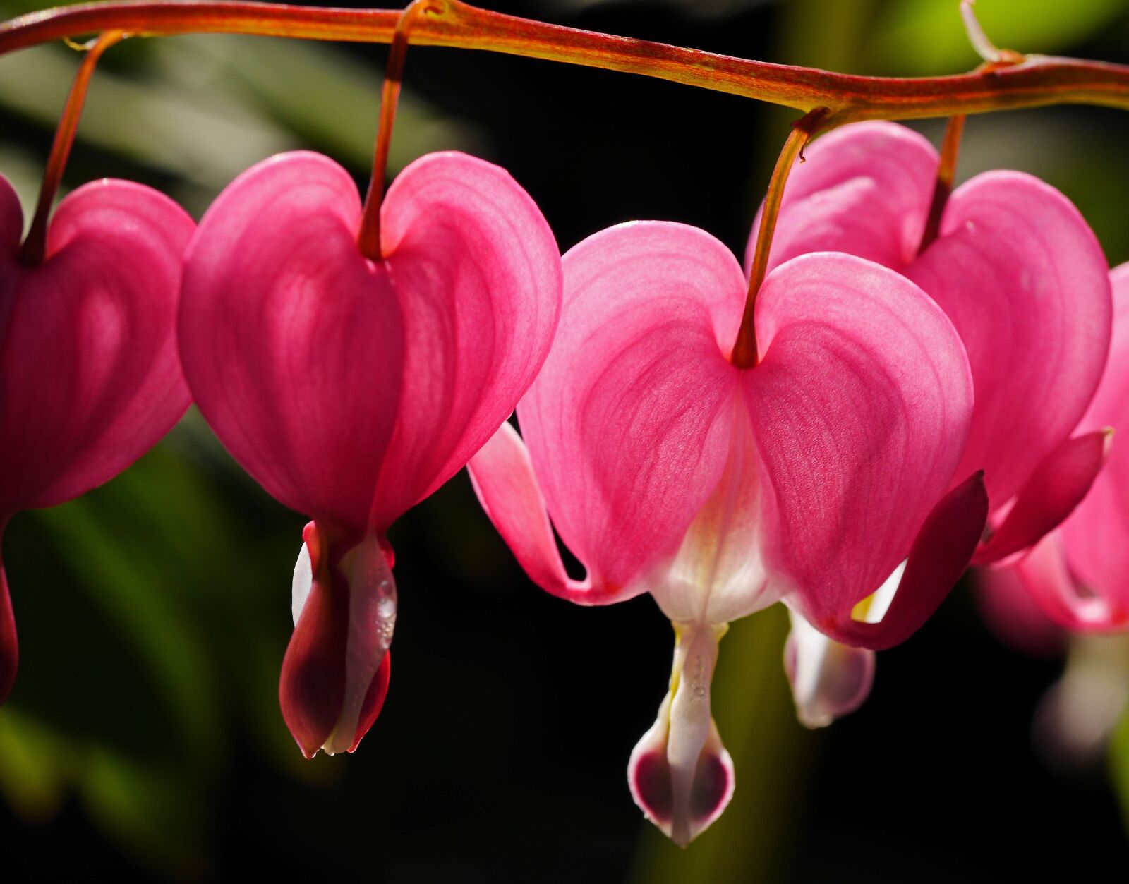 Panasonic Lumix DMC-GH3 sample photo. Bleeding heart, shrub, garden photography