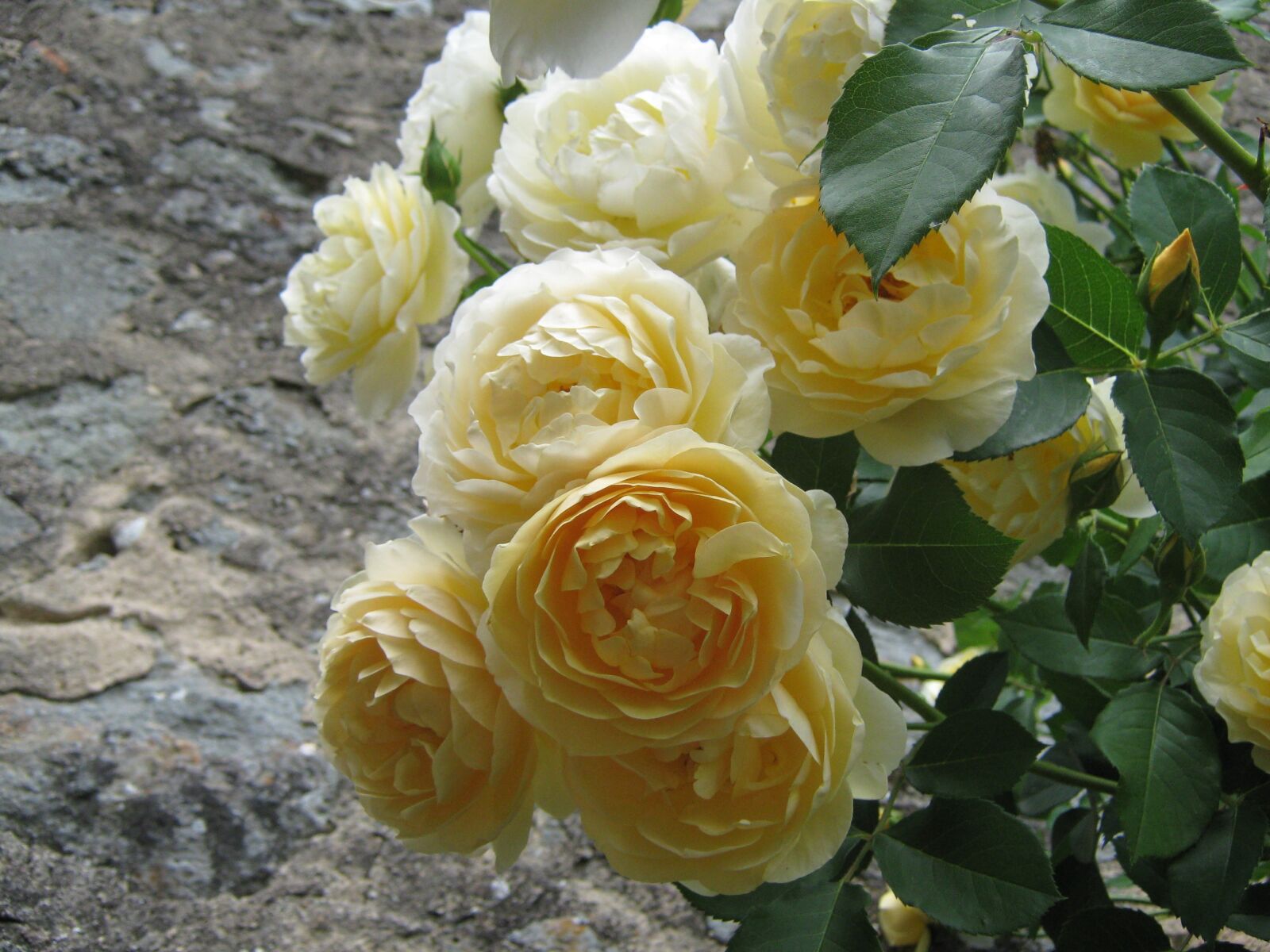 Canon PowerShot A470 sample photo. English rose, open rose photography