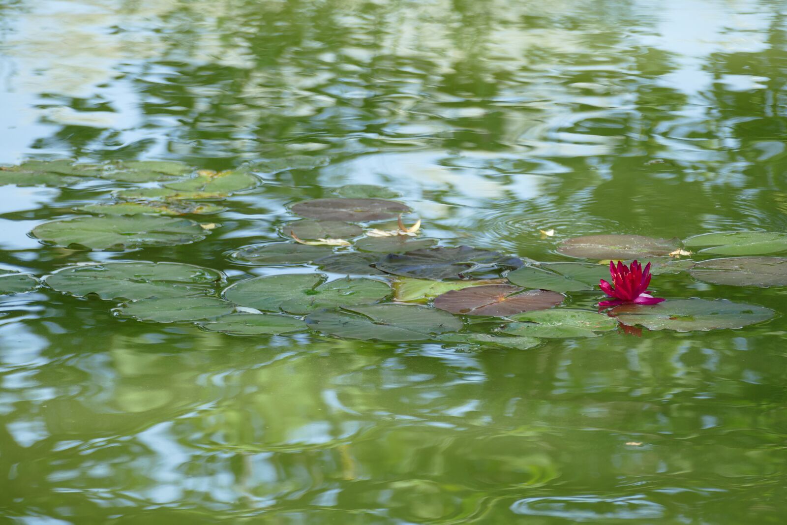 Panasonic Lumix DMC-FZ1000 sample photo. Water lily, nymphaea, aquatic photography