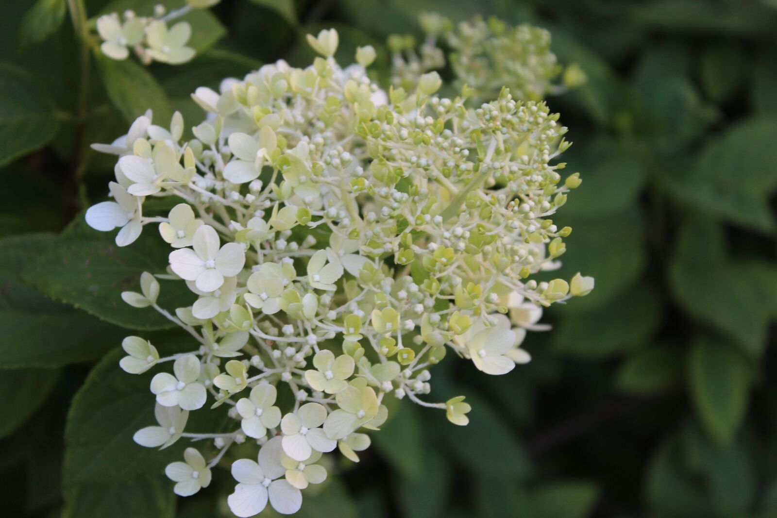 Canon EOS 1300D (EOS Rebel T6 / EOS Kiss X80) sample photo. Hydrangea, flower, white hydrangea photography
