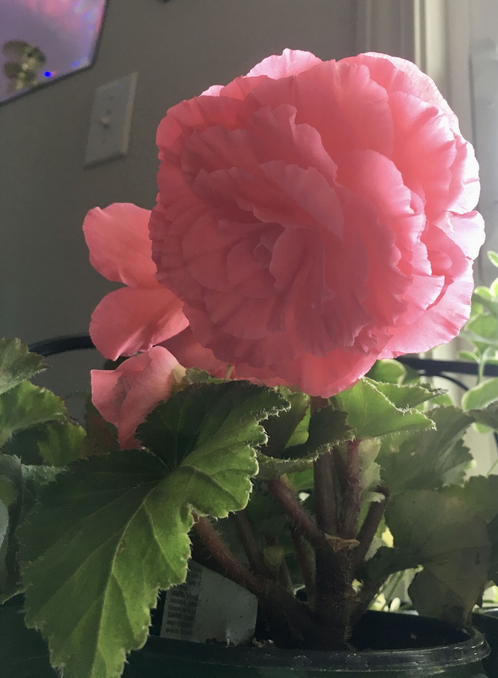 Apple iPhone 6s sample photo. Begonia, flowers, spring photography