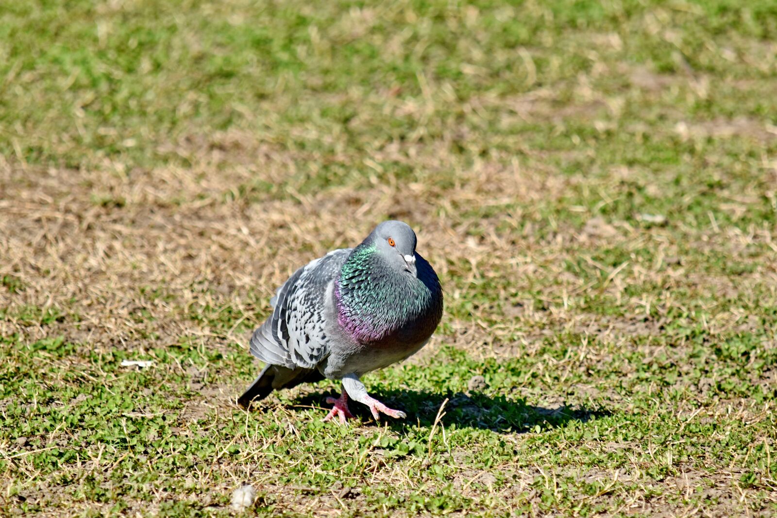 Nikon D5500 sample photo. Pigeon, wilderness, wildlife, beak photography