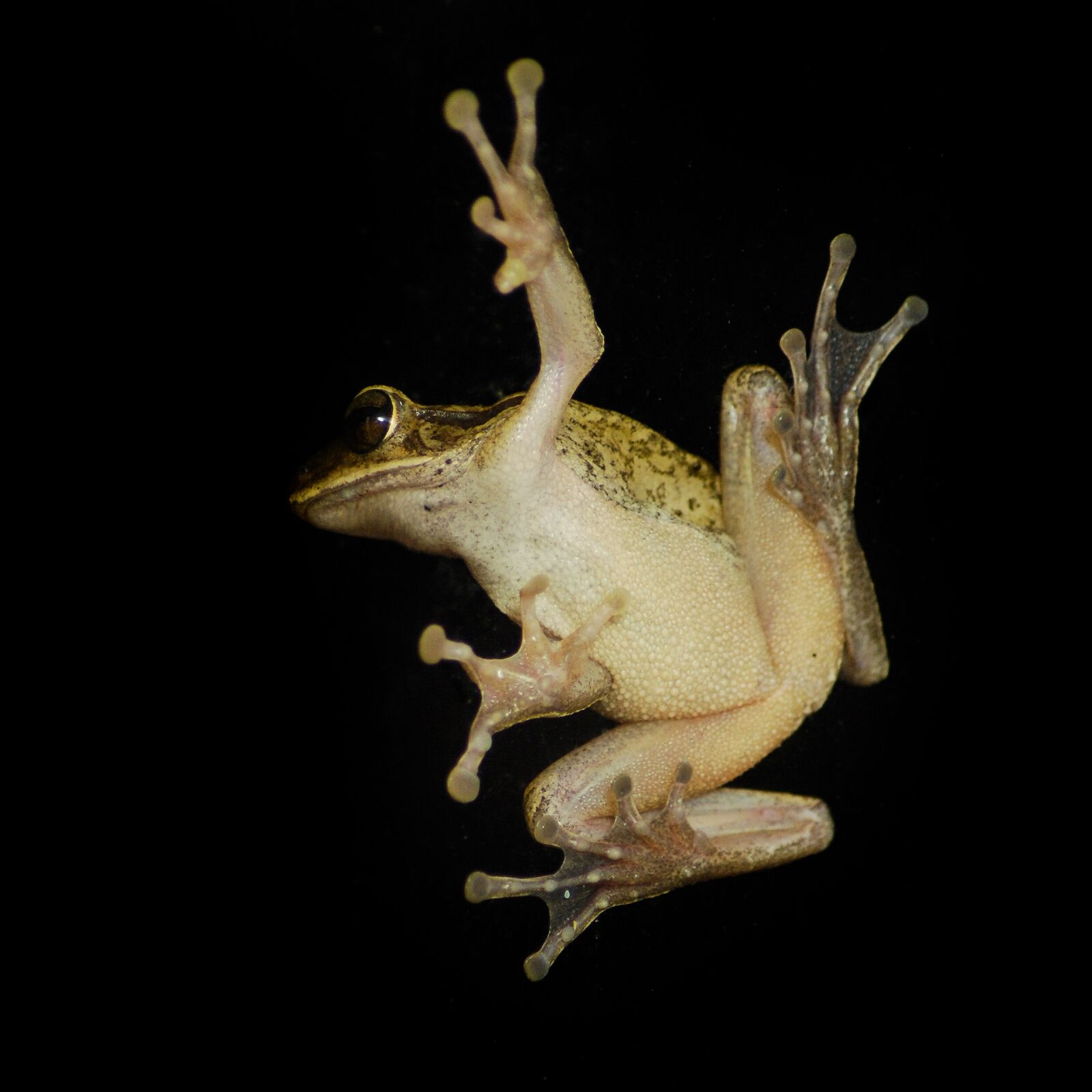 Nikon D80 sample photo. Creature, froggy, close-up photography