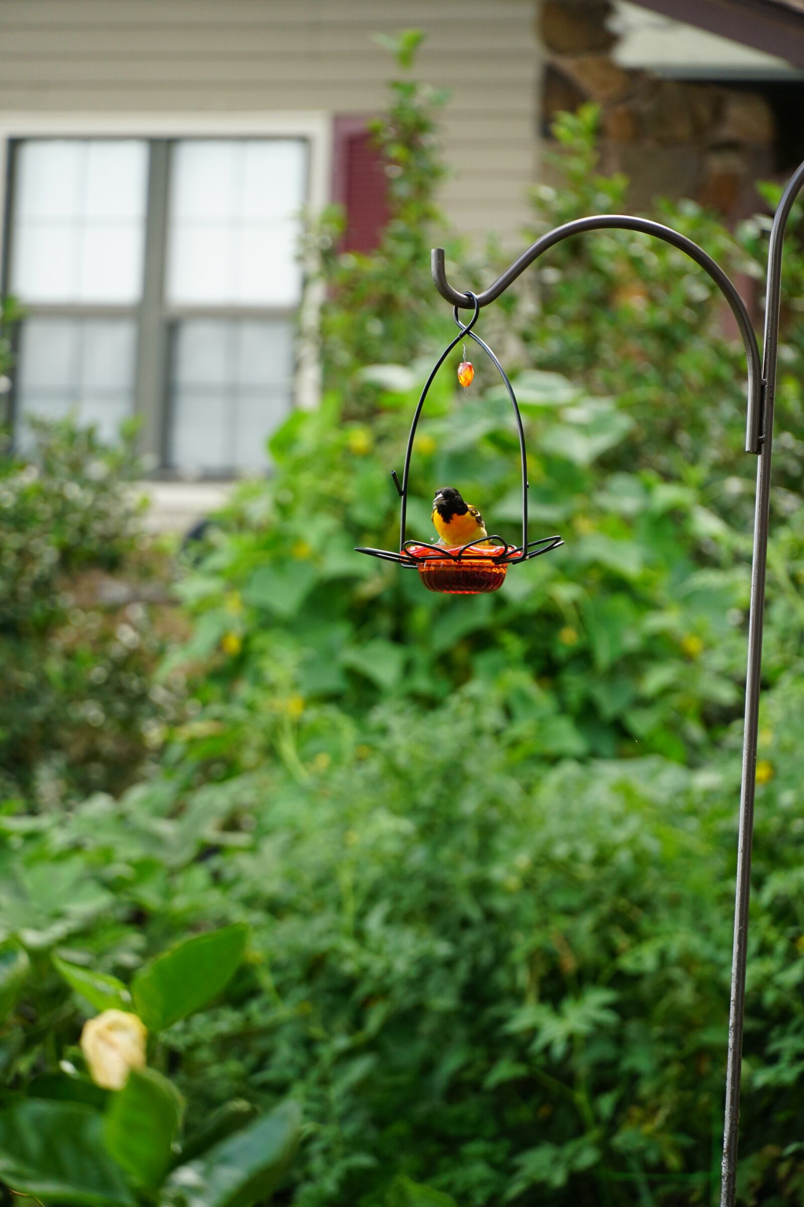 Sony E 18-135mm F3.5-5.6 OSS sample photo. Oriole, bird, wildlife photography