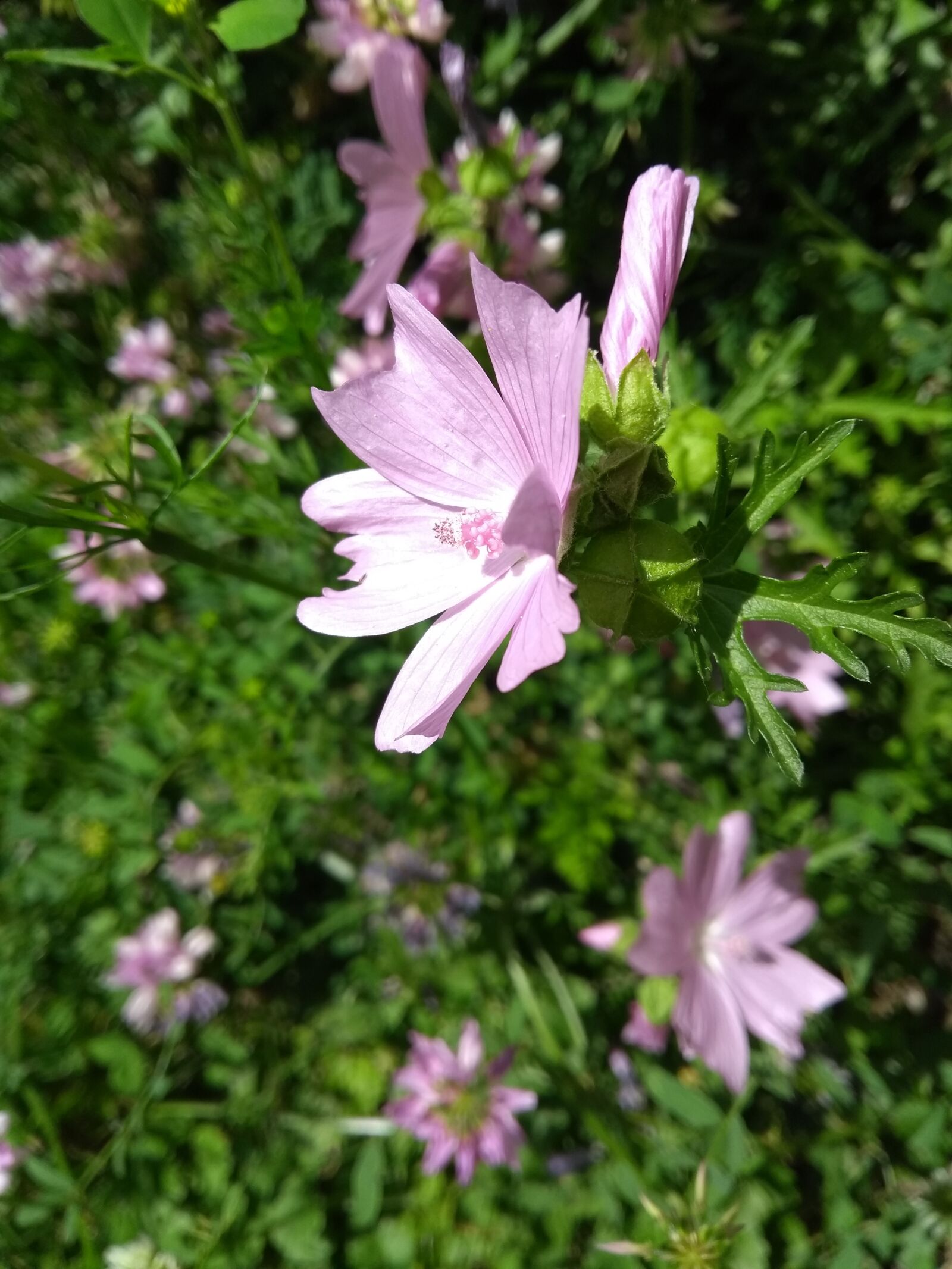 Motorola Moto G (5th Gen) sample photo. Flower, blossom, bloom photography