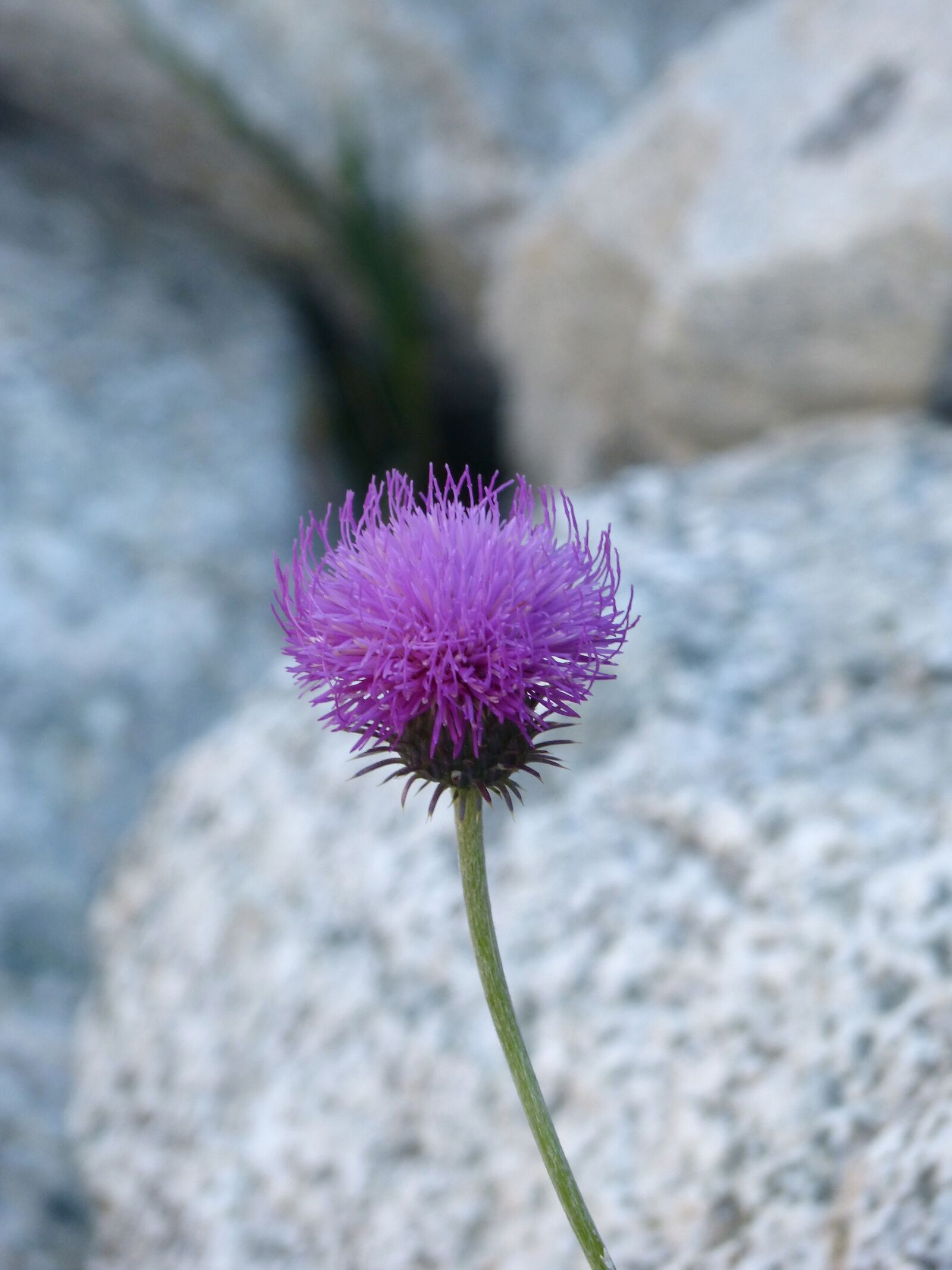 Panasonic DMC-FZ62 sample photo. Wild flower, rocks, beauty photography