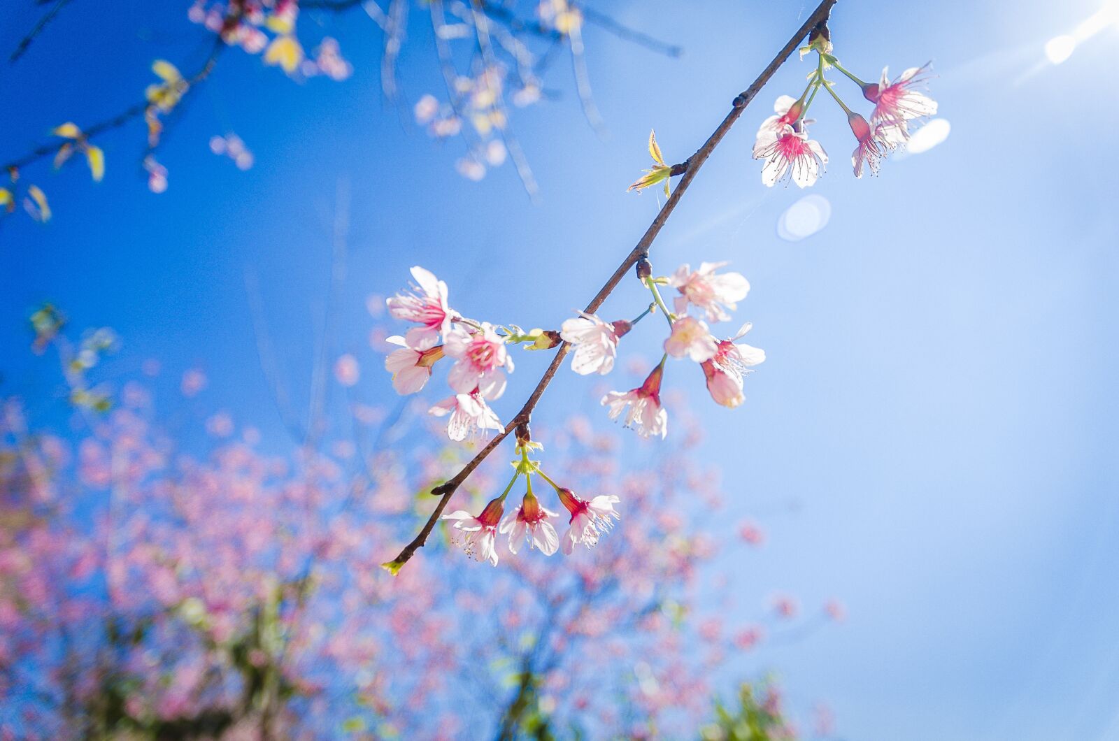 Nikon D7000 sample photo. Flowers, cherry blossoms, travel photography