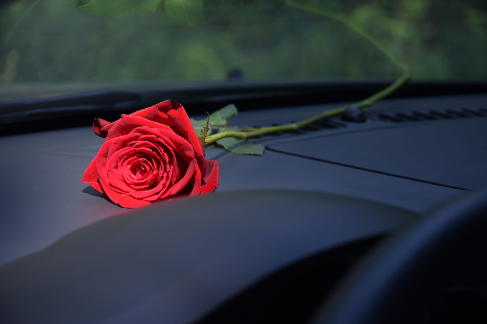 Nikon D3300 sample photo. Red rose on car photography