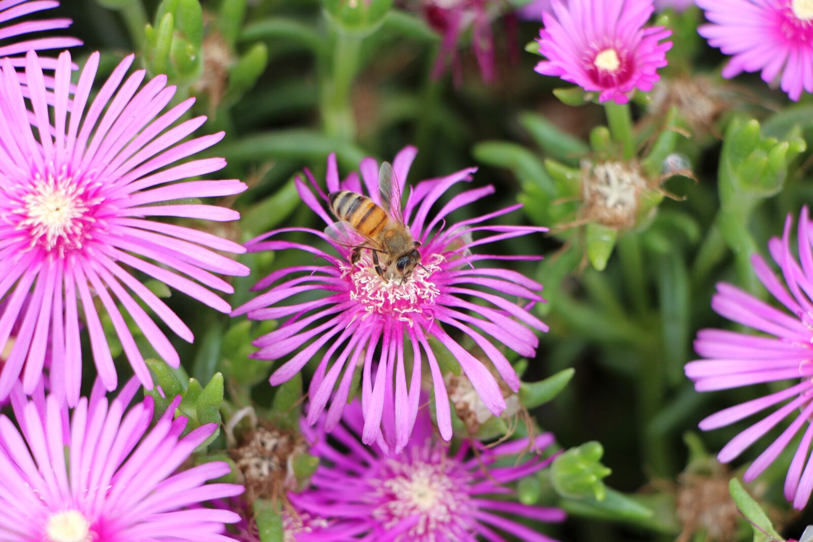 Canon EOS 650D (EOS Rebel T4i / EOS Kiss X6i) sample photo. Pine country, flowers, plants photography