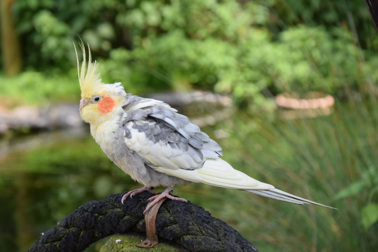 Nikon D5300 sample photo. Bird, parakeet, small parrot photography