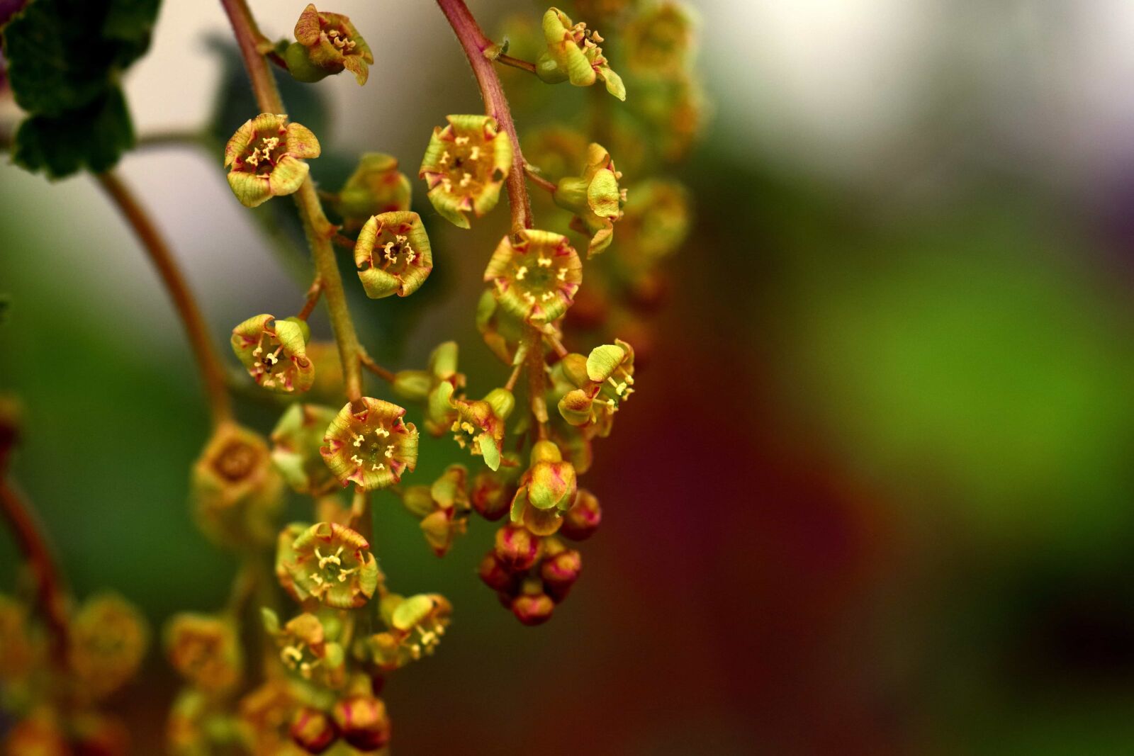 Nikon D3300 sample photo. Flora, flower, green leaf photography