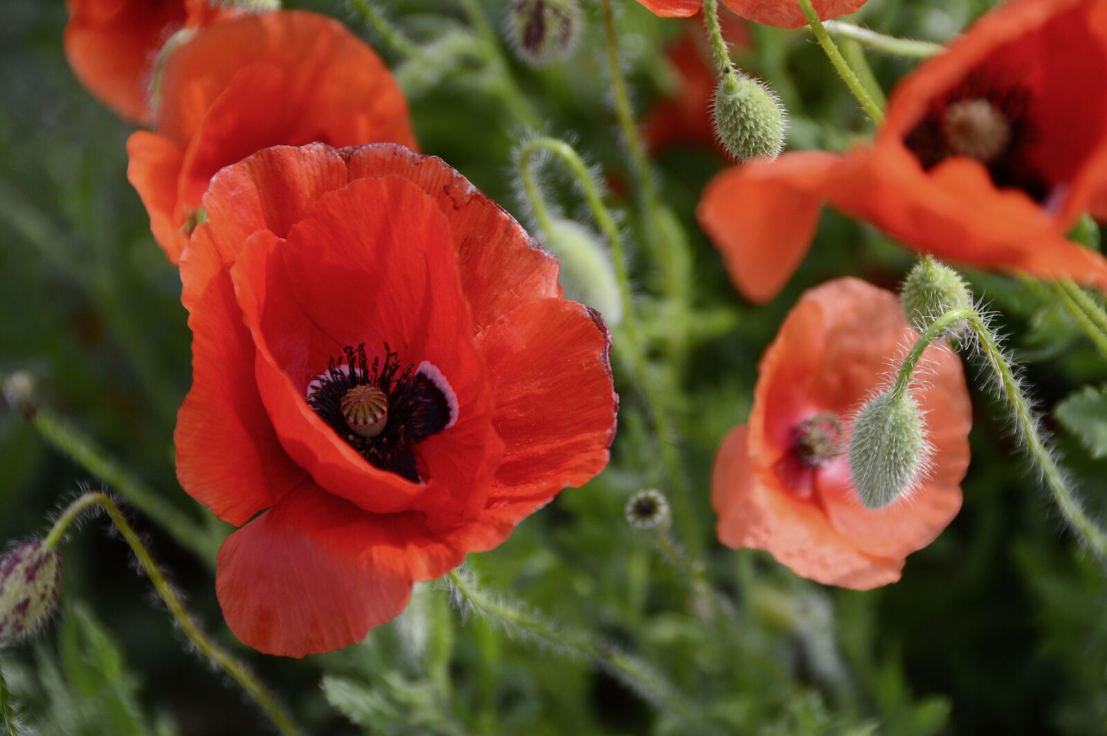 Nikon D3200 sample photo. Nature, poppy, flowers photography