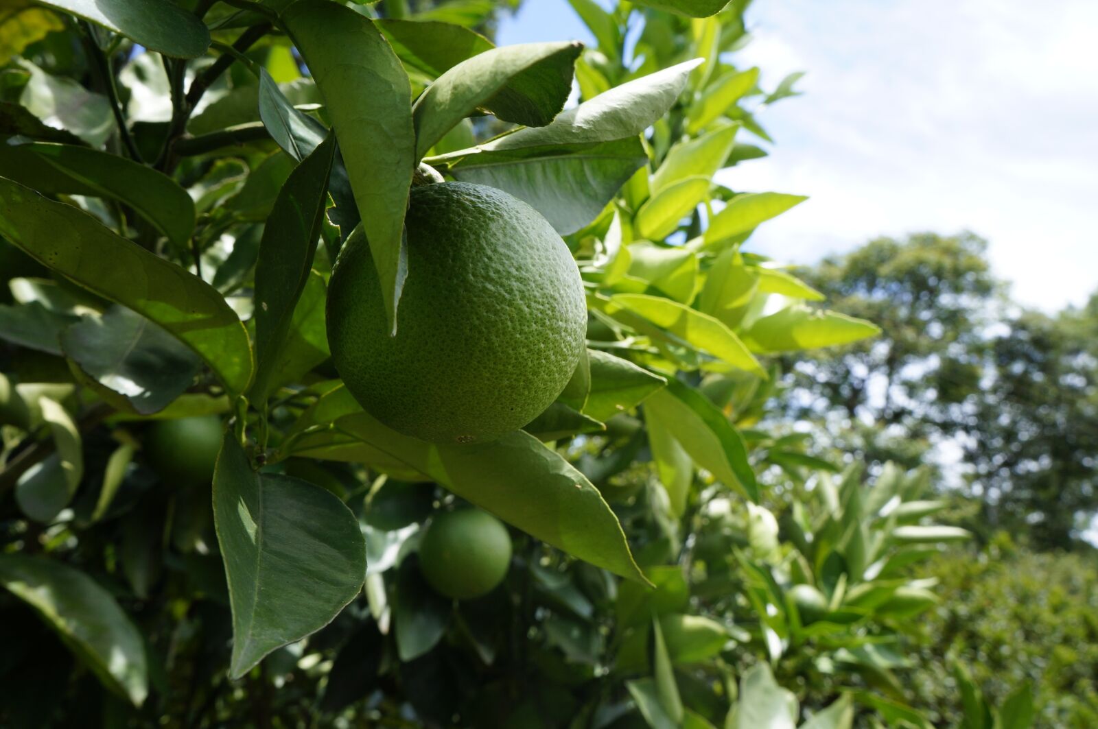 Sony Alpha NEX-F3 + Sony E 18-55mm F3.5-5.6 OSS sample photo. Lemon, fruit photography